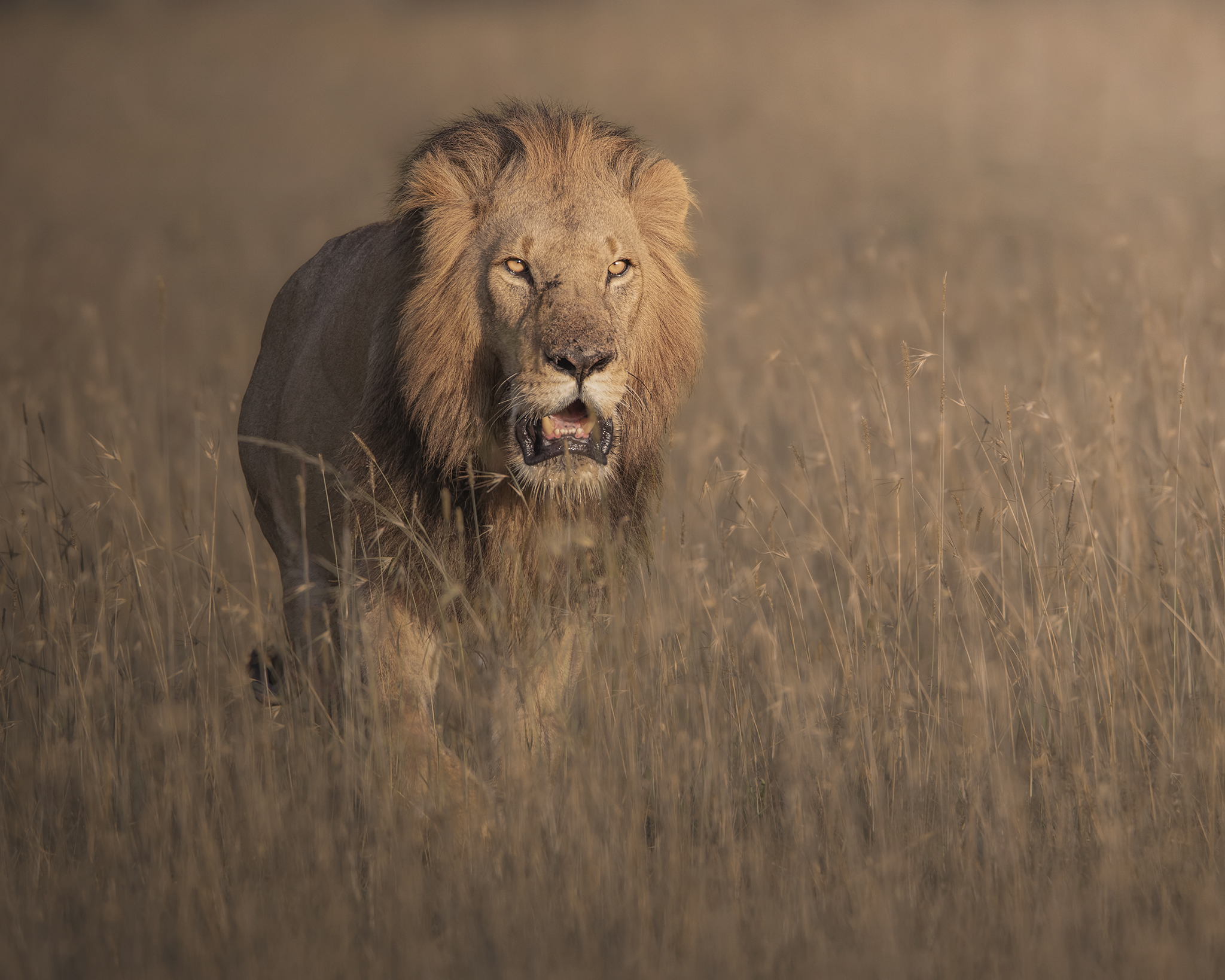 Lion