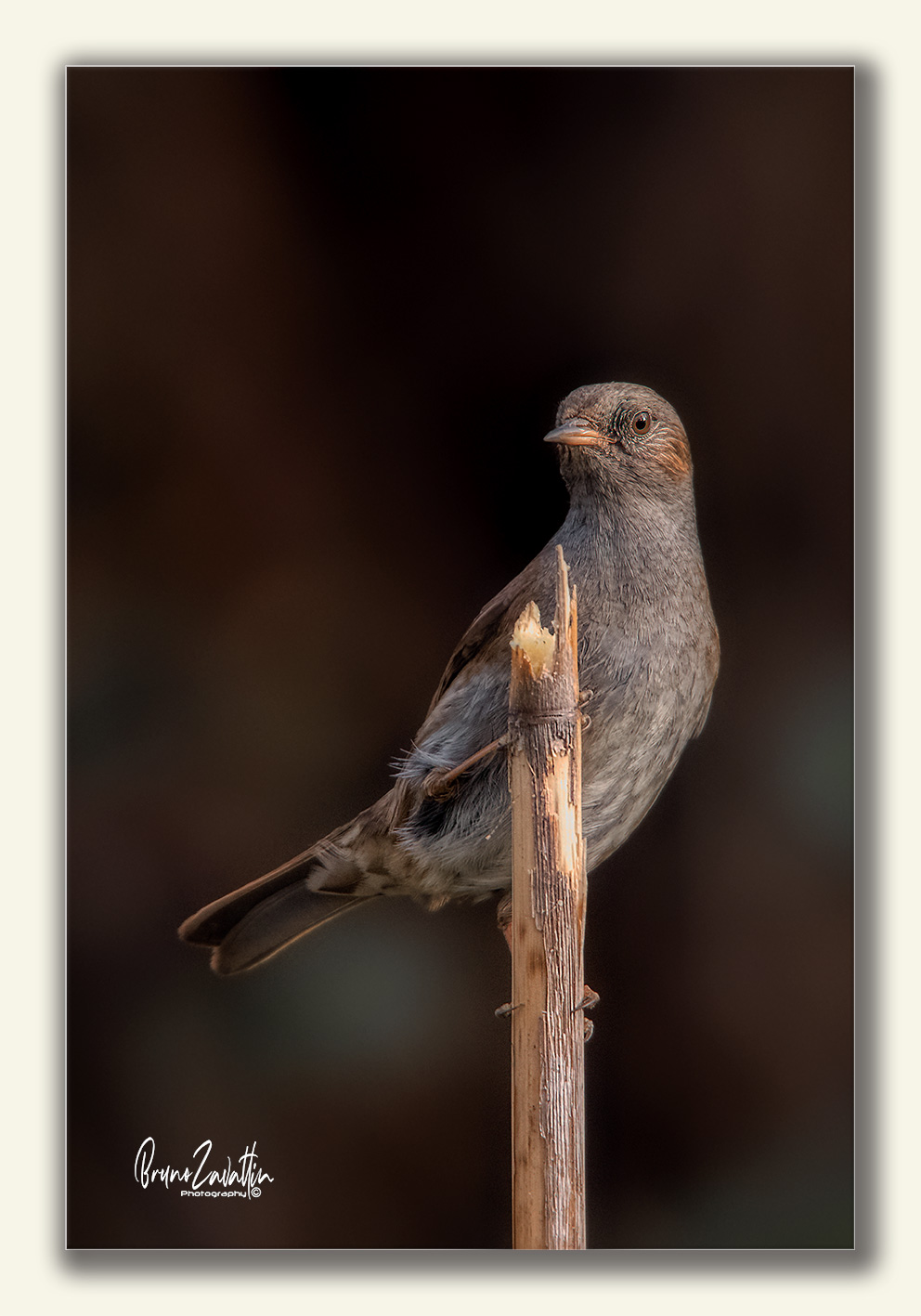 Dunnock