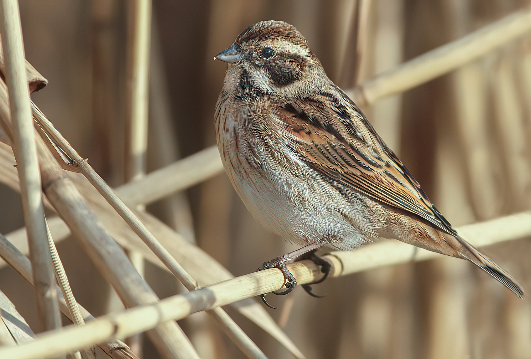 migliarino di palude