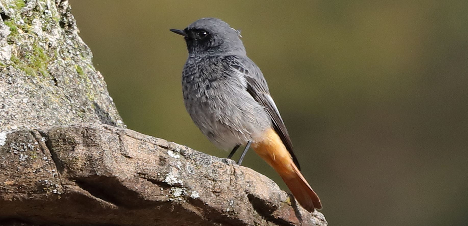 black redstart