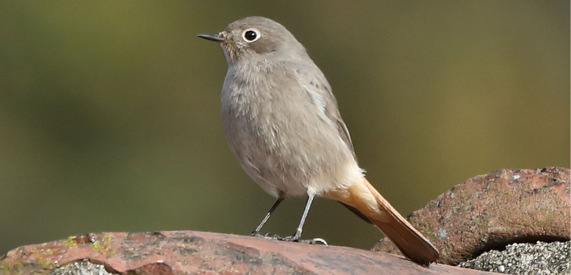 black redstart