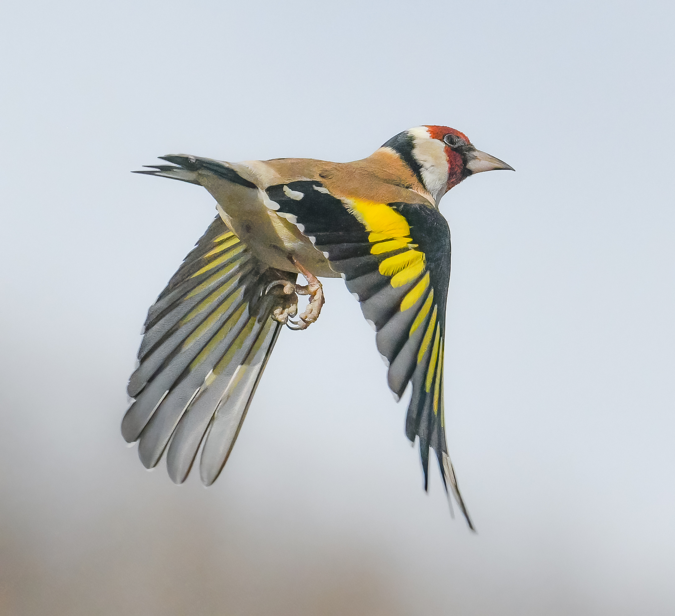Goldfinch in flight