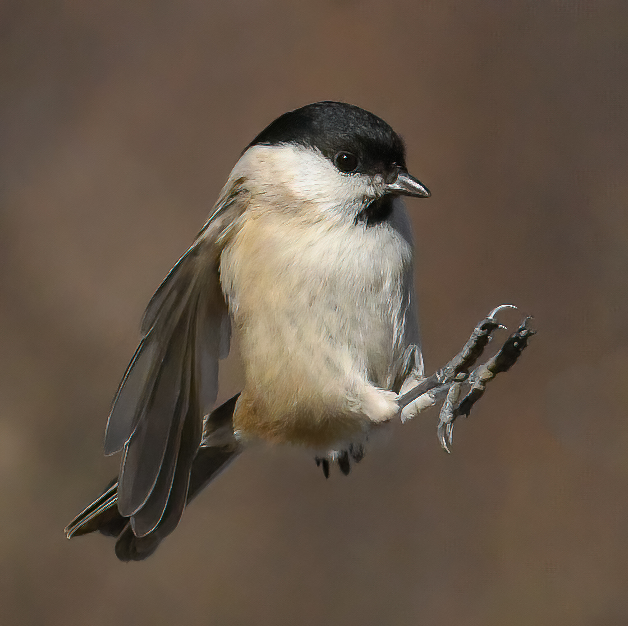 Cincia Bigia in volo