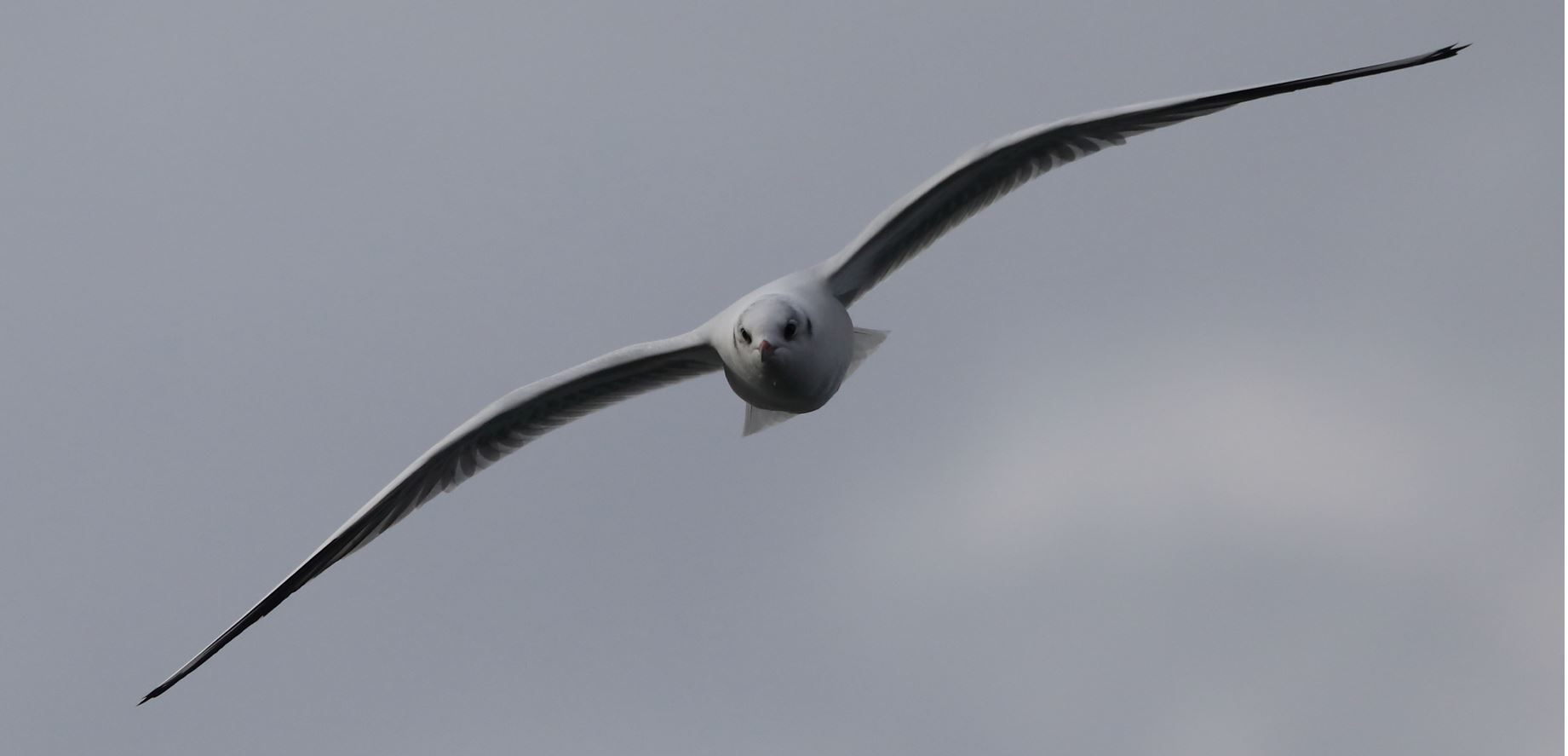 land gull