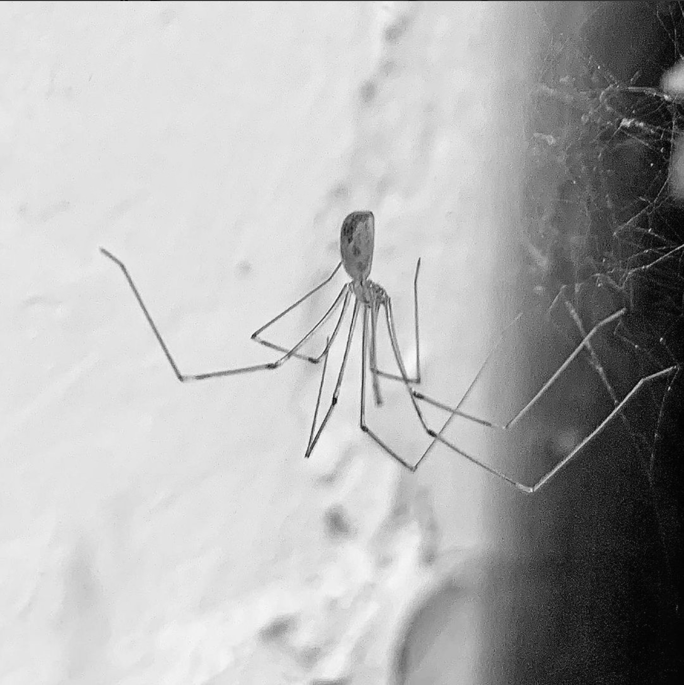 Raghetto porta fortuna