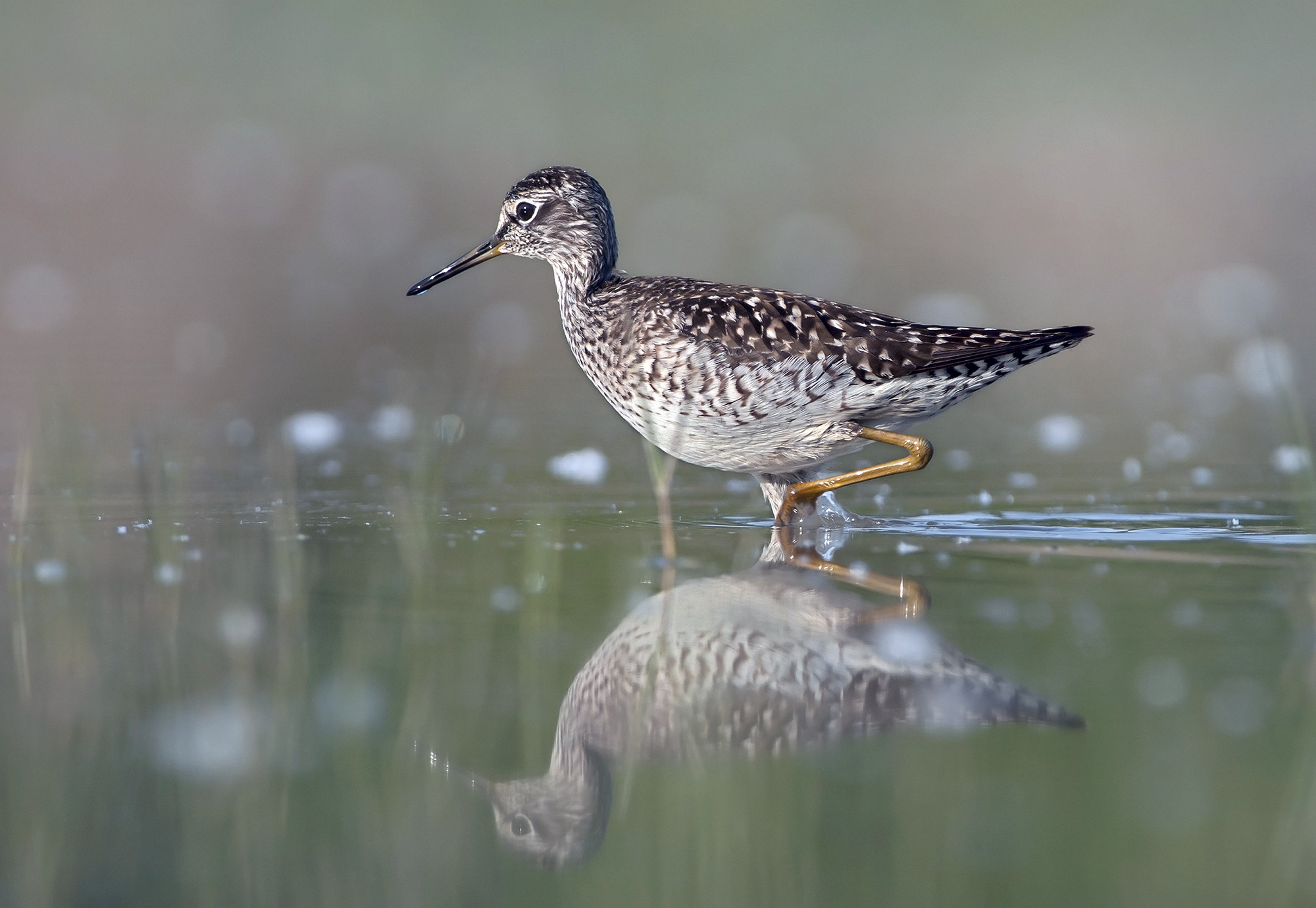 Piro piro boschereccio