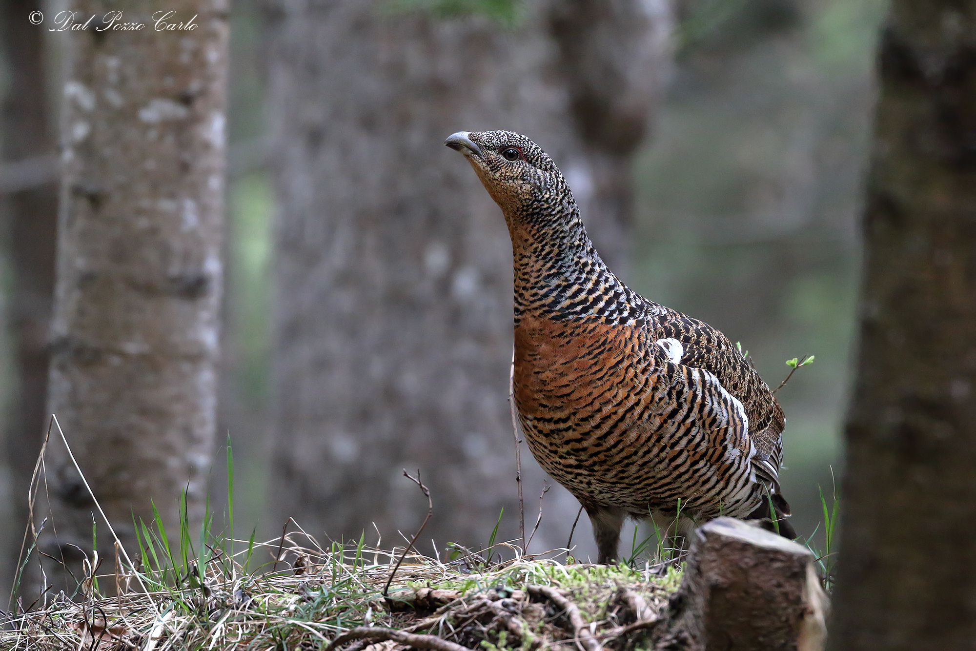 La Befana vien di notte....