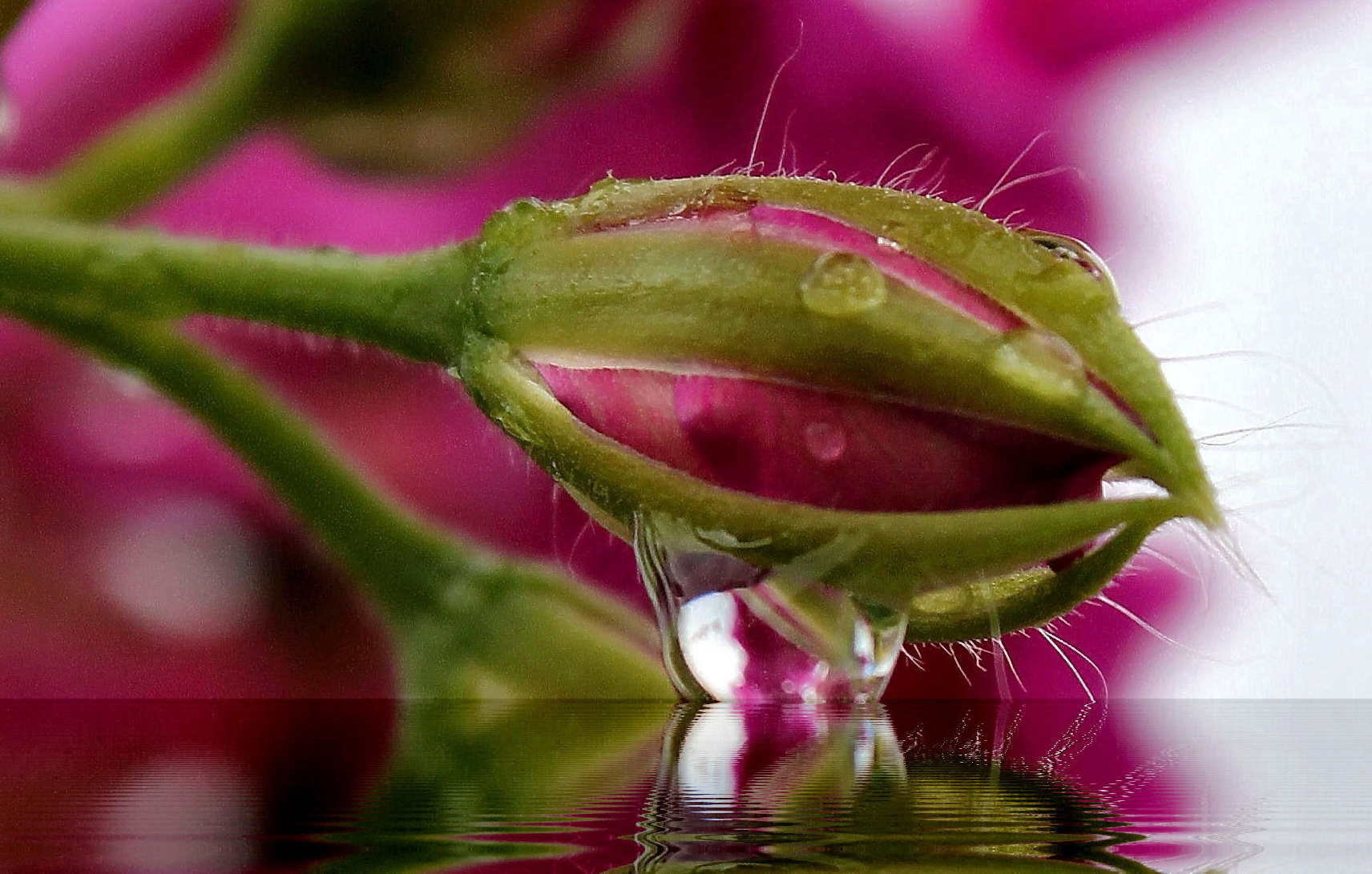 Il nuovo mondo della natura