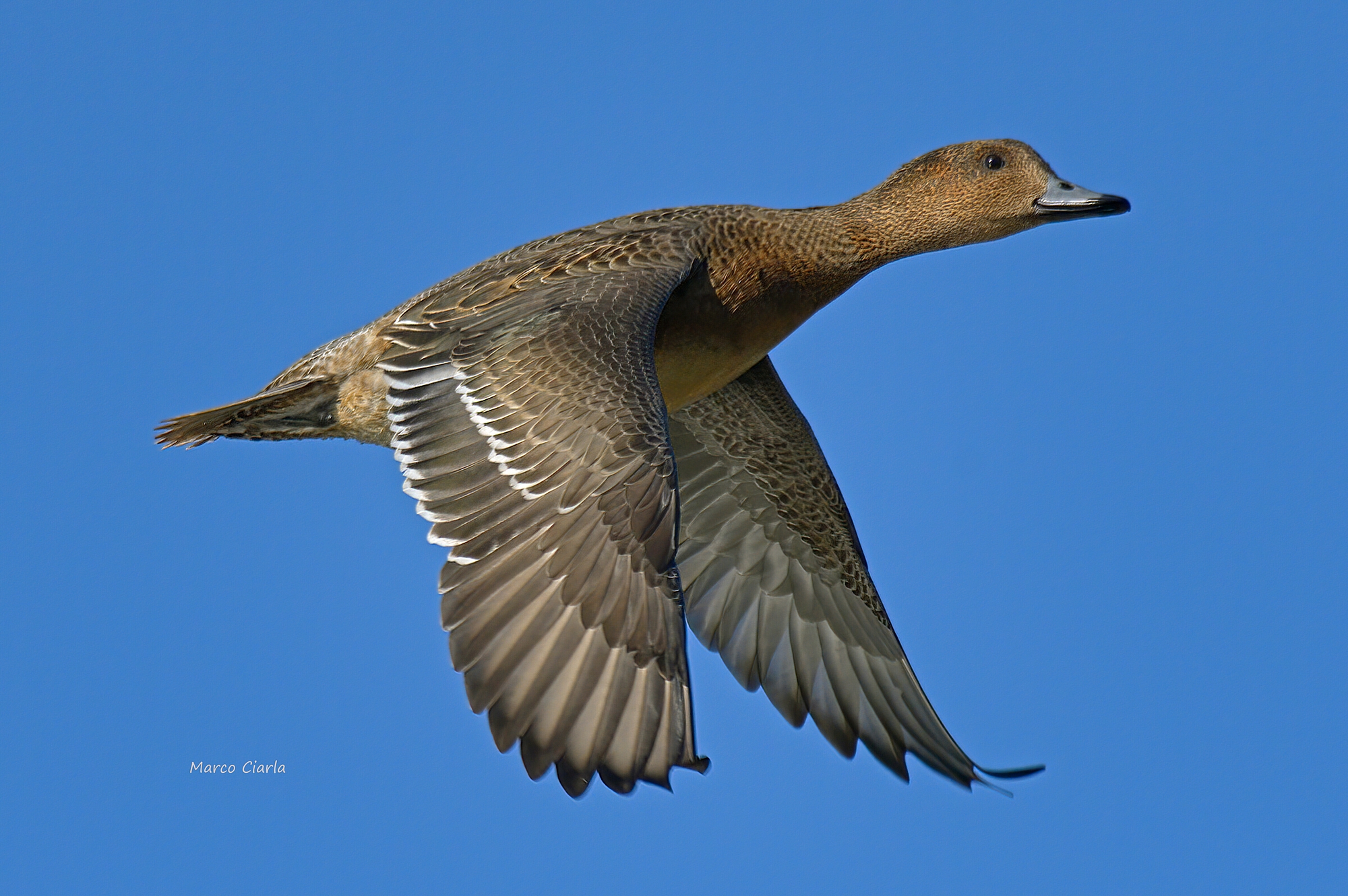 fischione  f. (Mareca penelope)