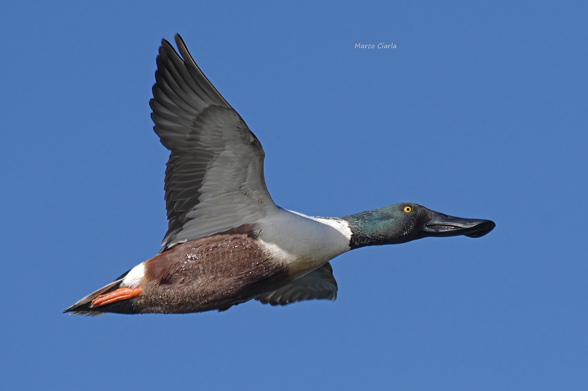 Mestolone (Spatula clypeata )