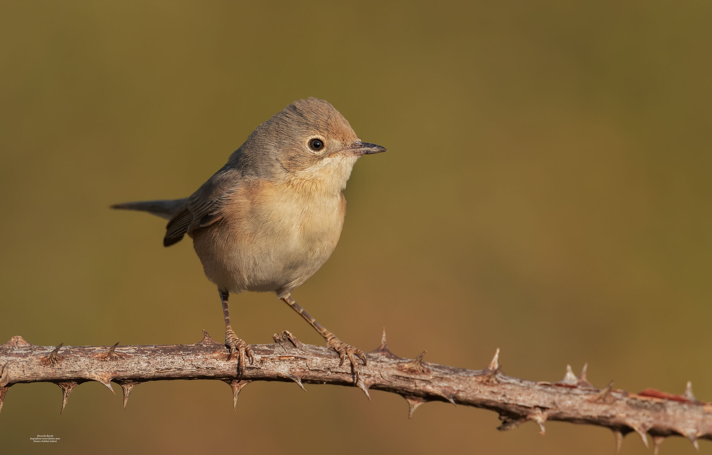 Sterpazzolina juv. portrait
