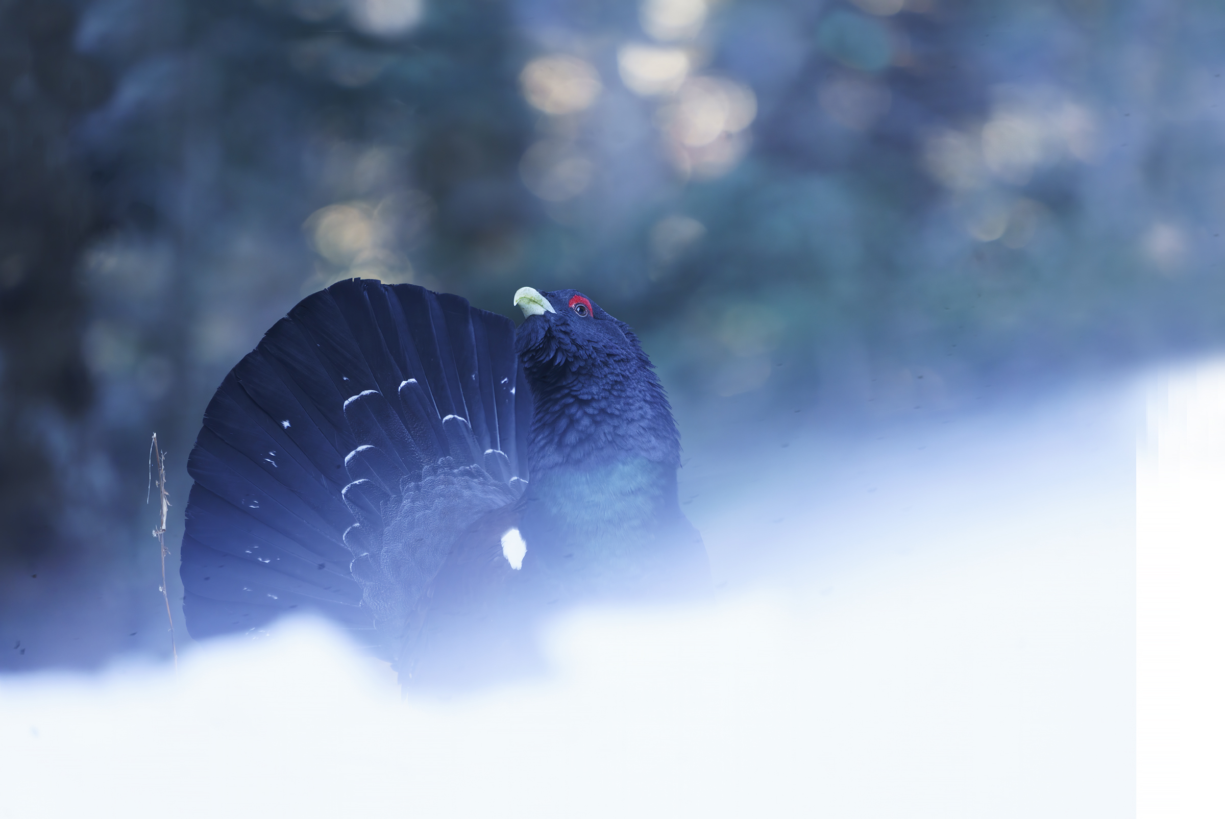 Cold-key coupon, Italian Alps