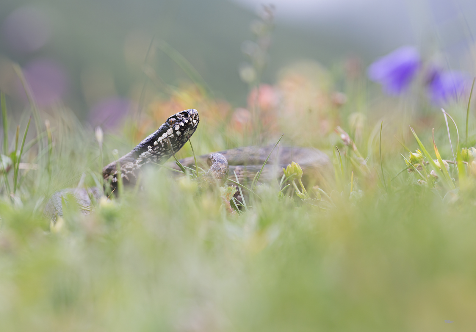 Marasso and alpine flowers