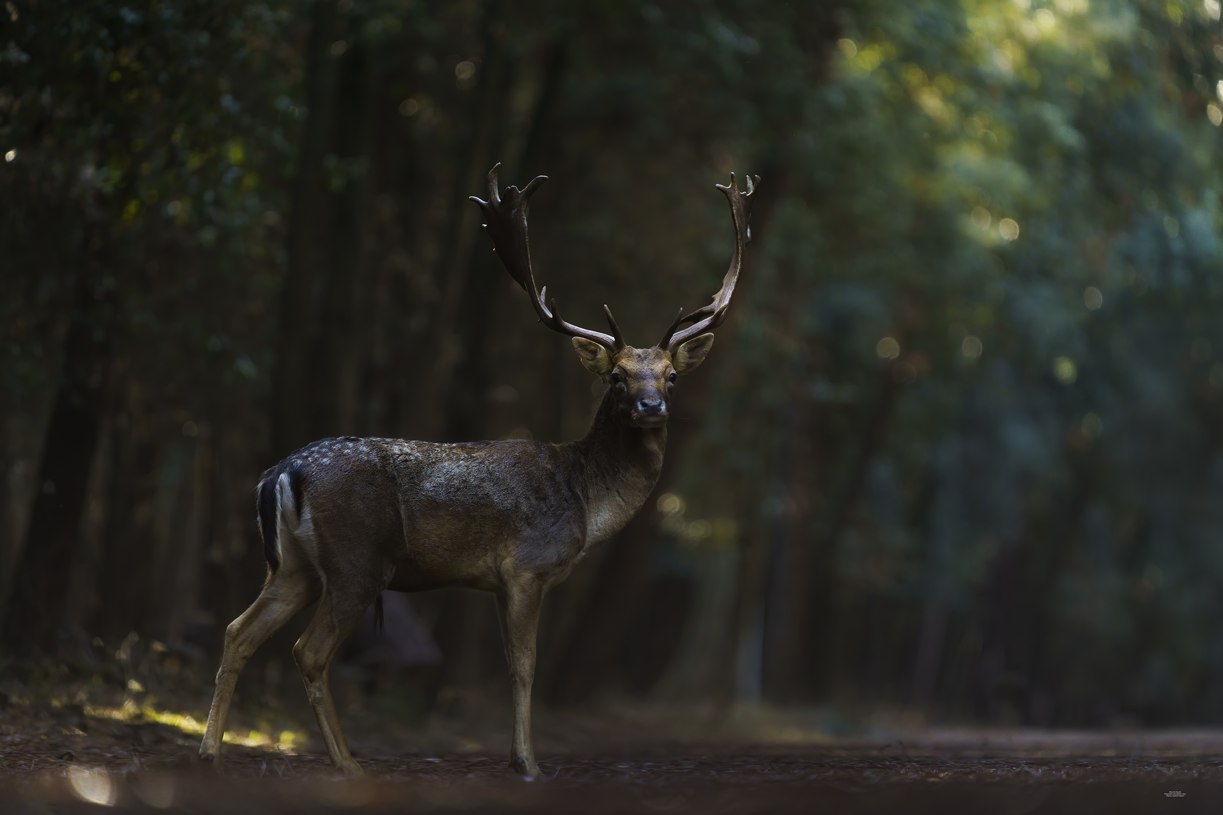 Fallow deer and Adriatic pine forests