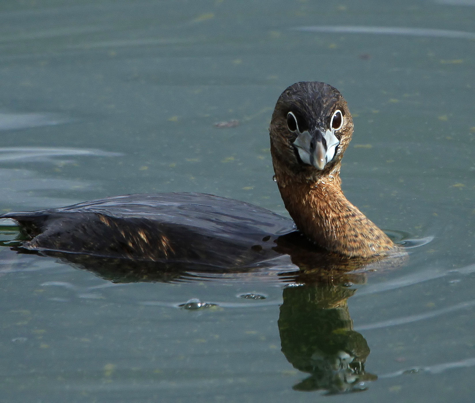 Pied-fatturato Grebe