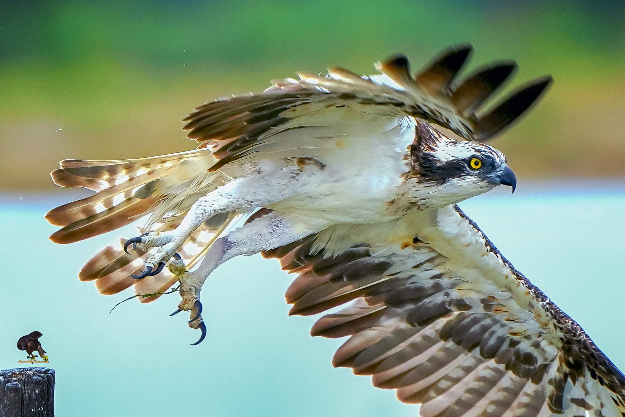 Falco Pescatore