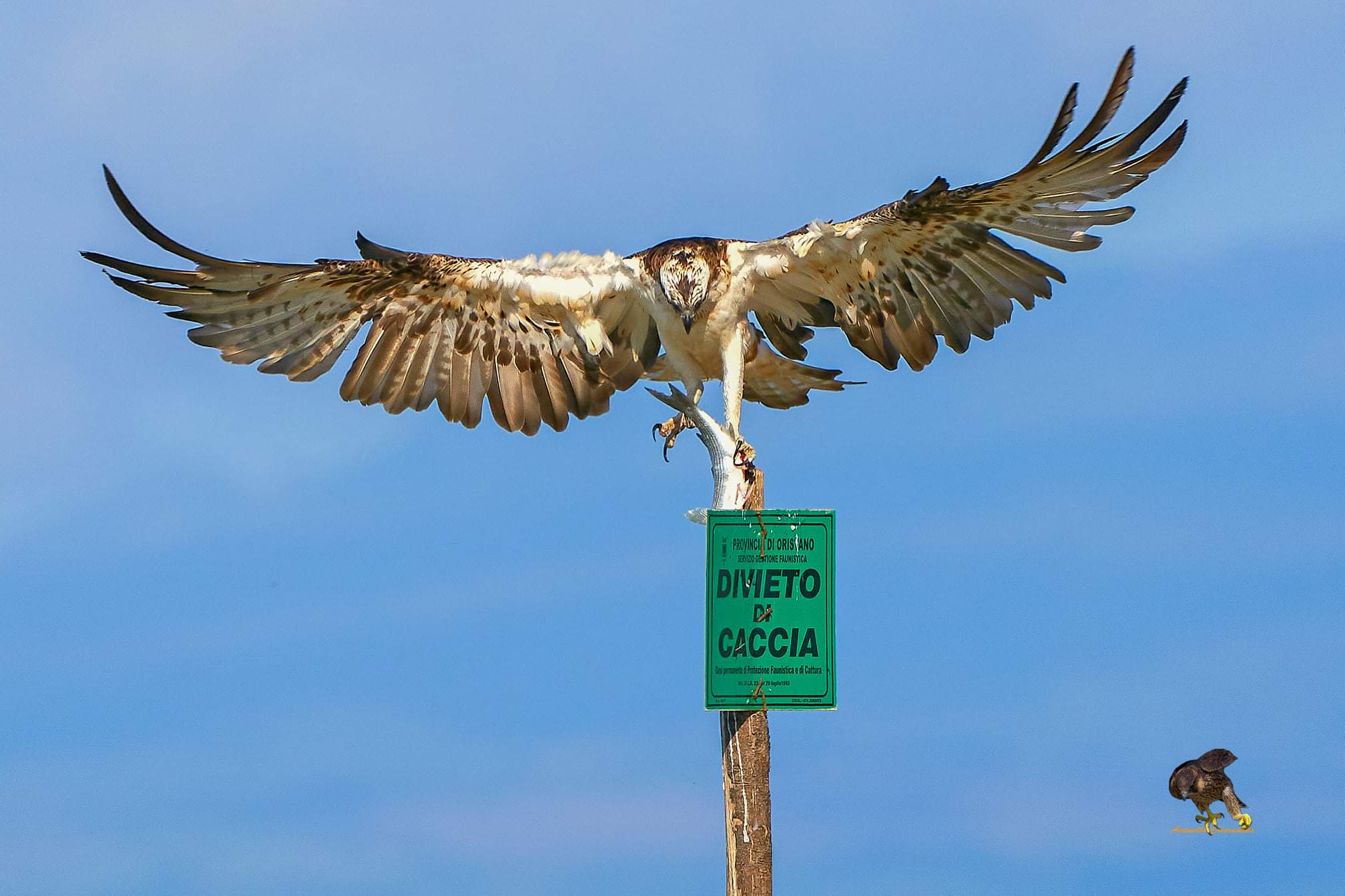Falco Pescatore