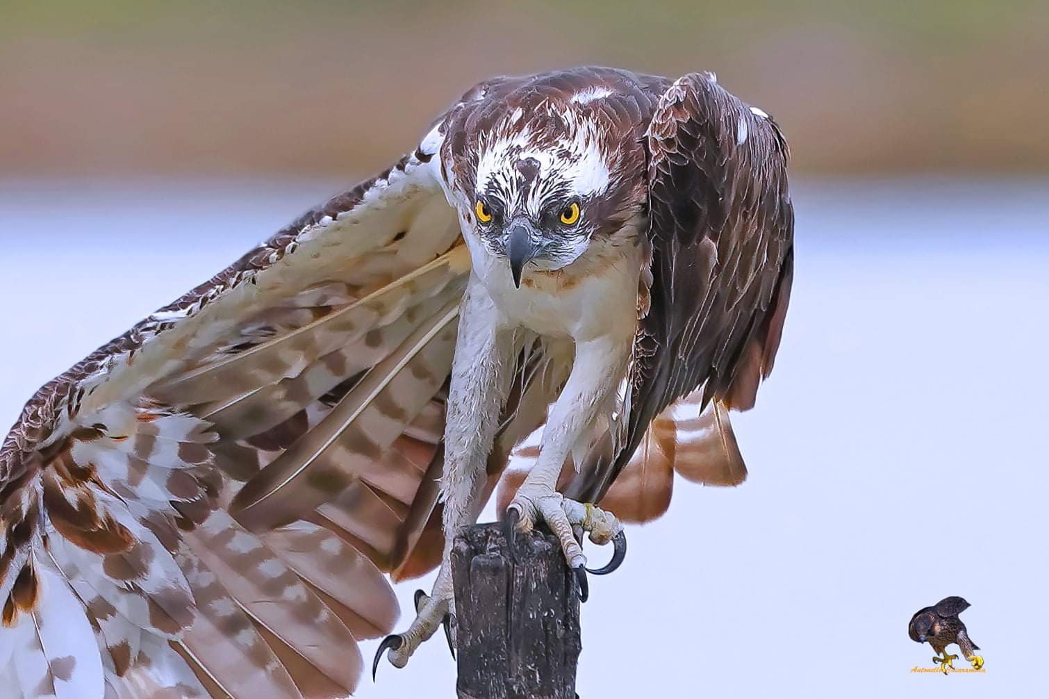 Falco Pescatore