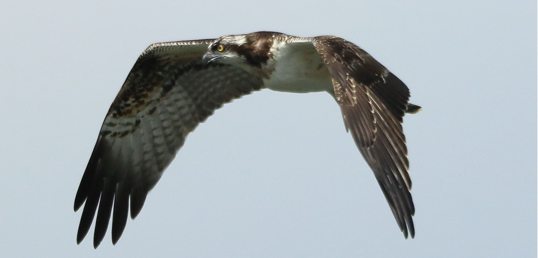 osprey