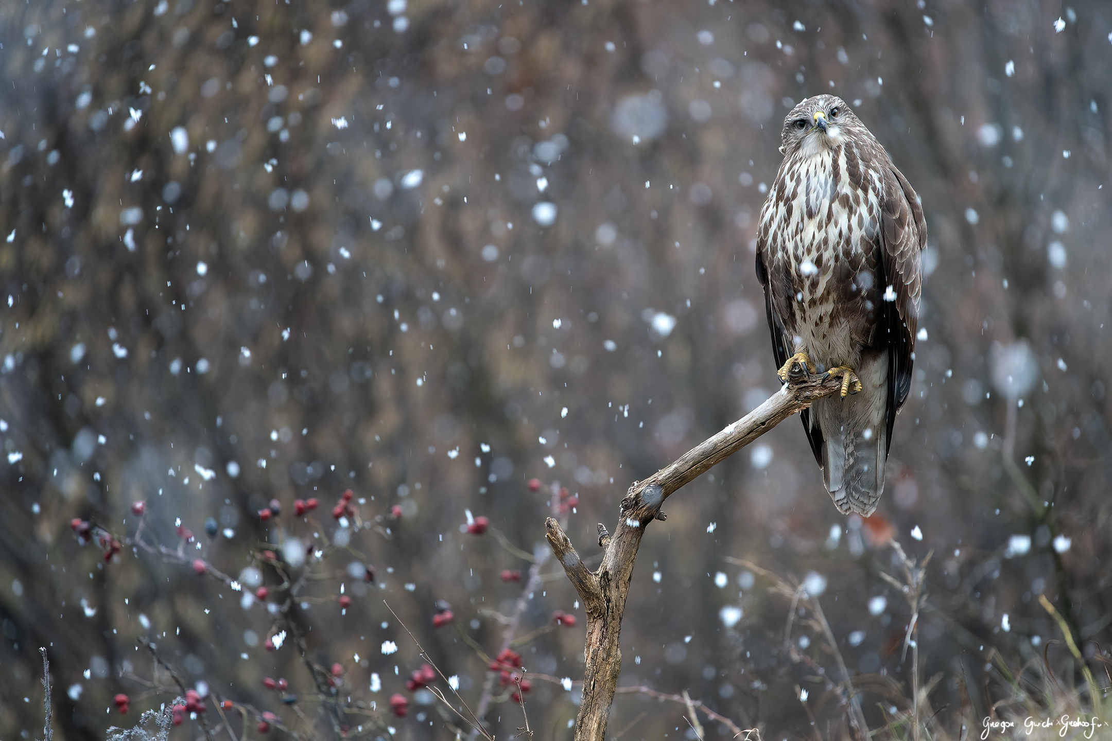 Snowy day