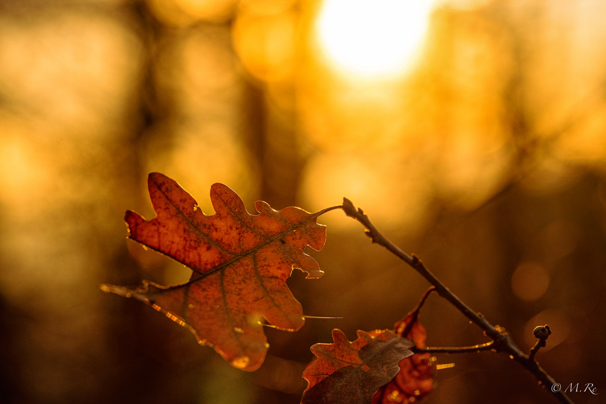 Foglie decidue al tramonto