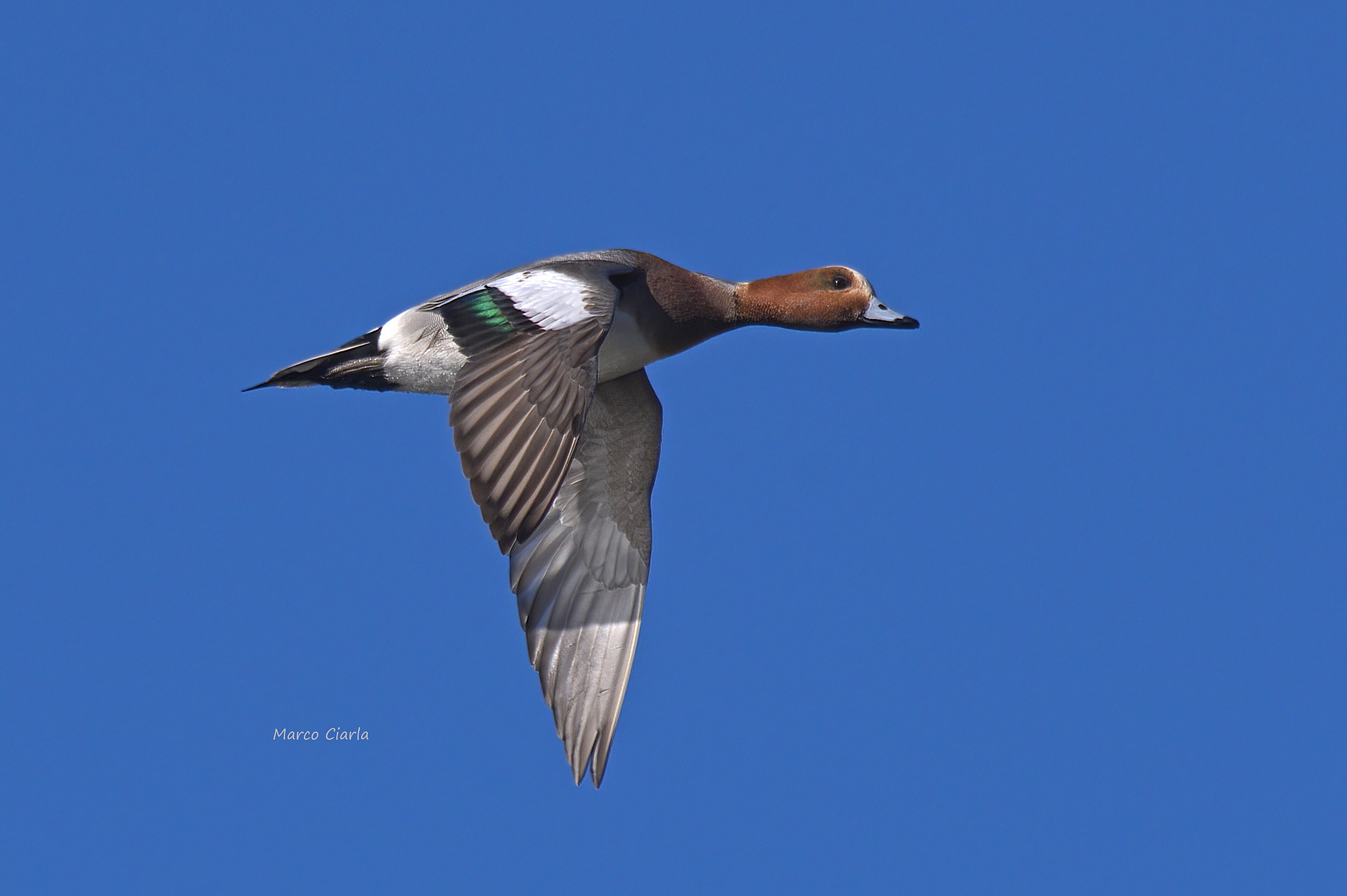 Fischione  (Mareca penelope)