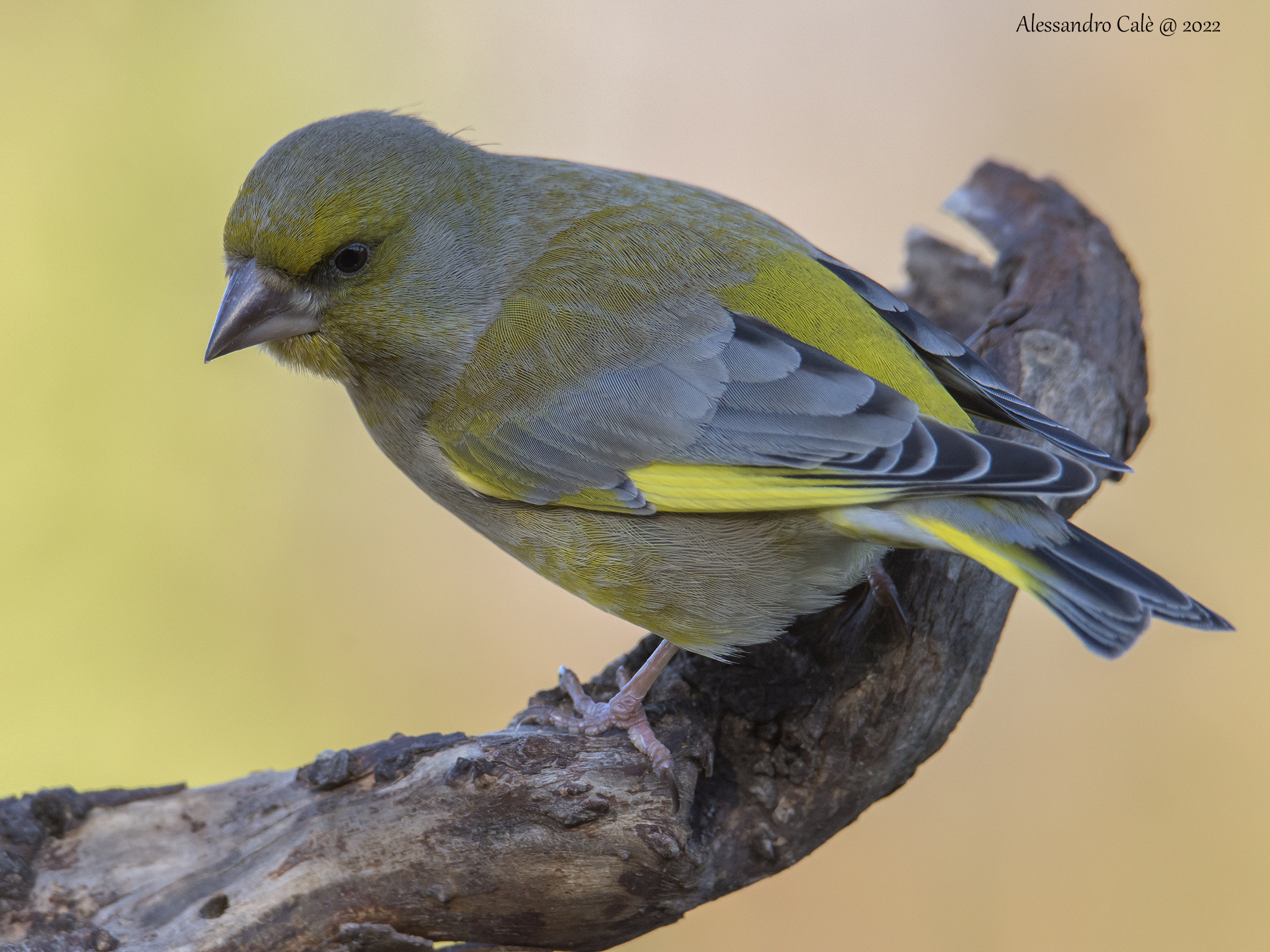 Carduelis chloris (Verdone) 3030