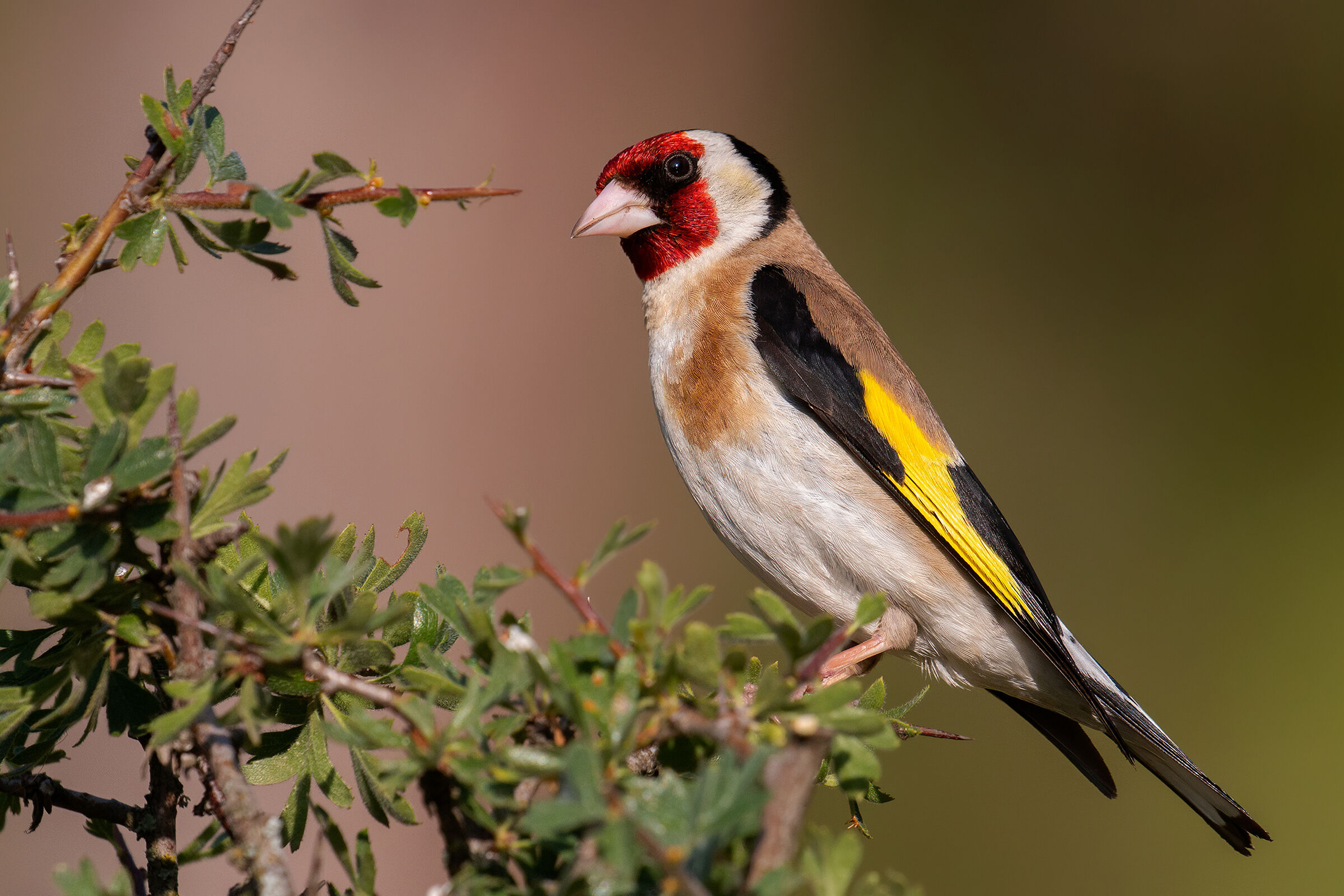 Cardellino europeo