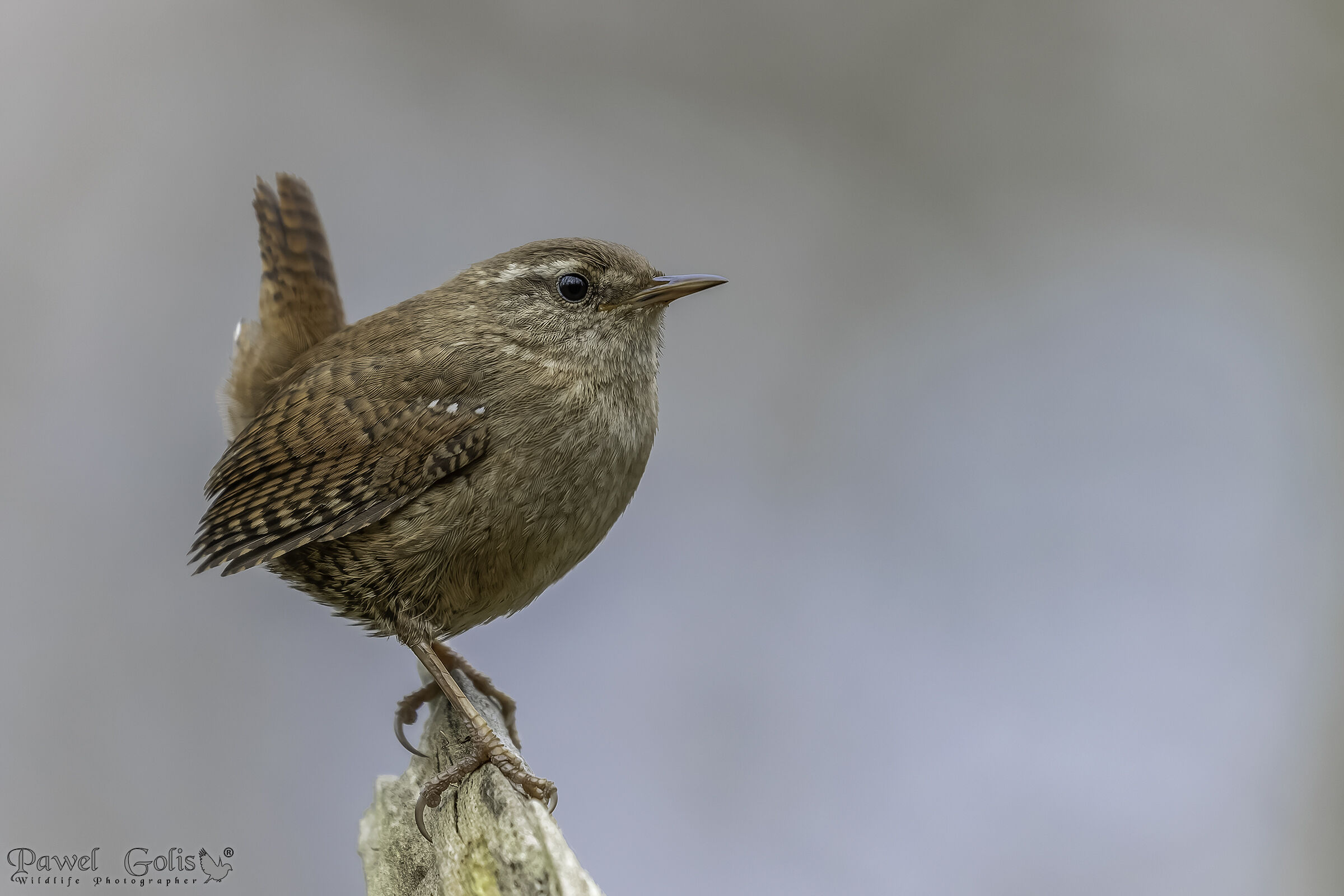 Scricciolo eurasiatico ( Troglodytes troglodytes)