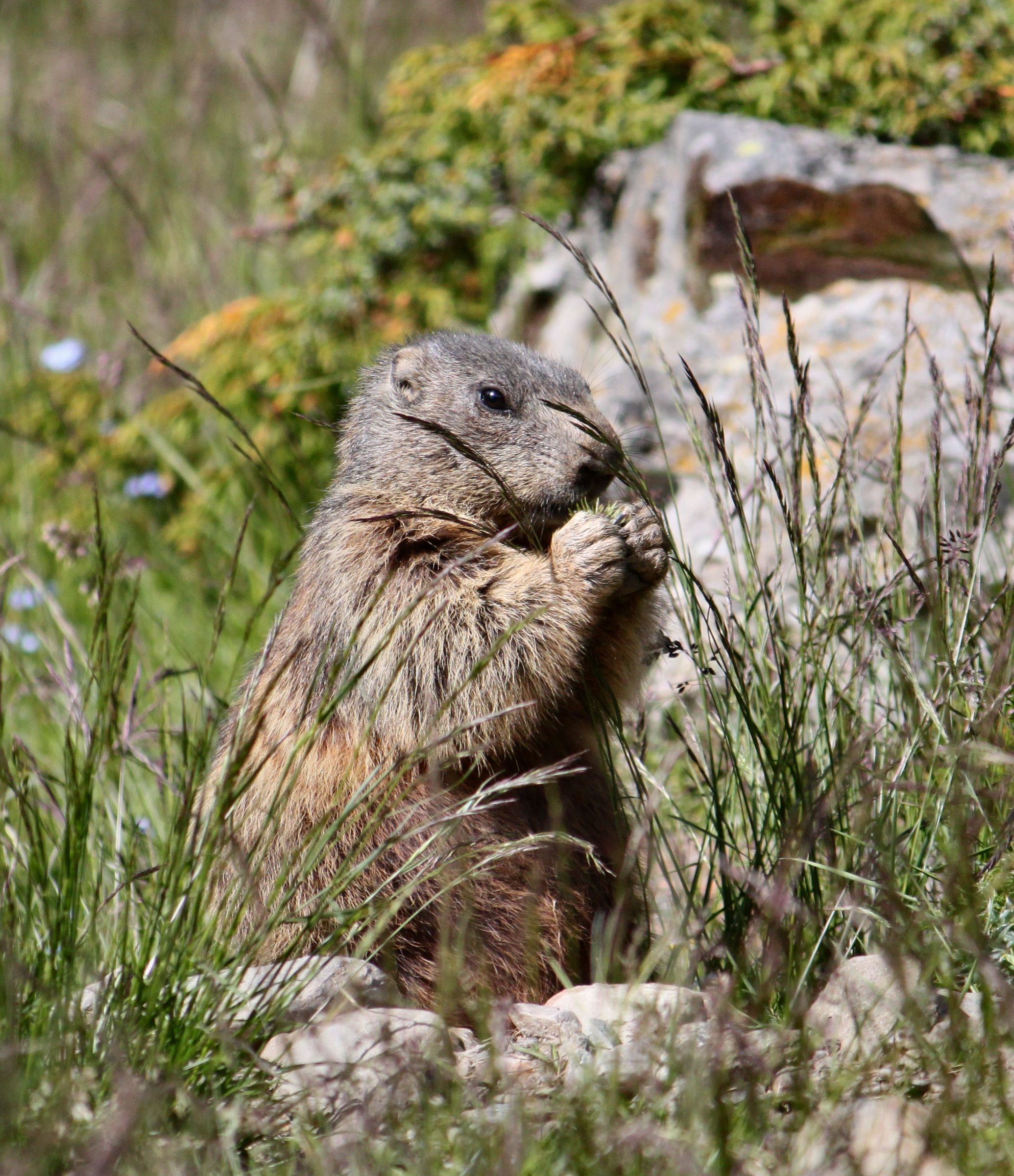 Marmotta