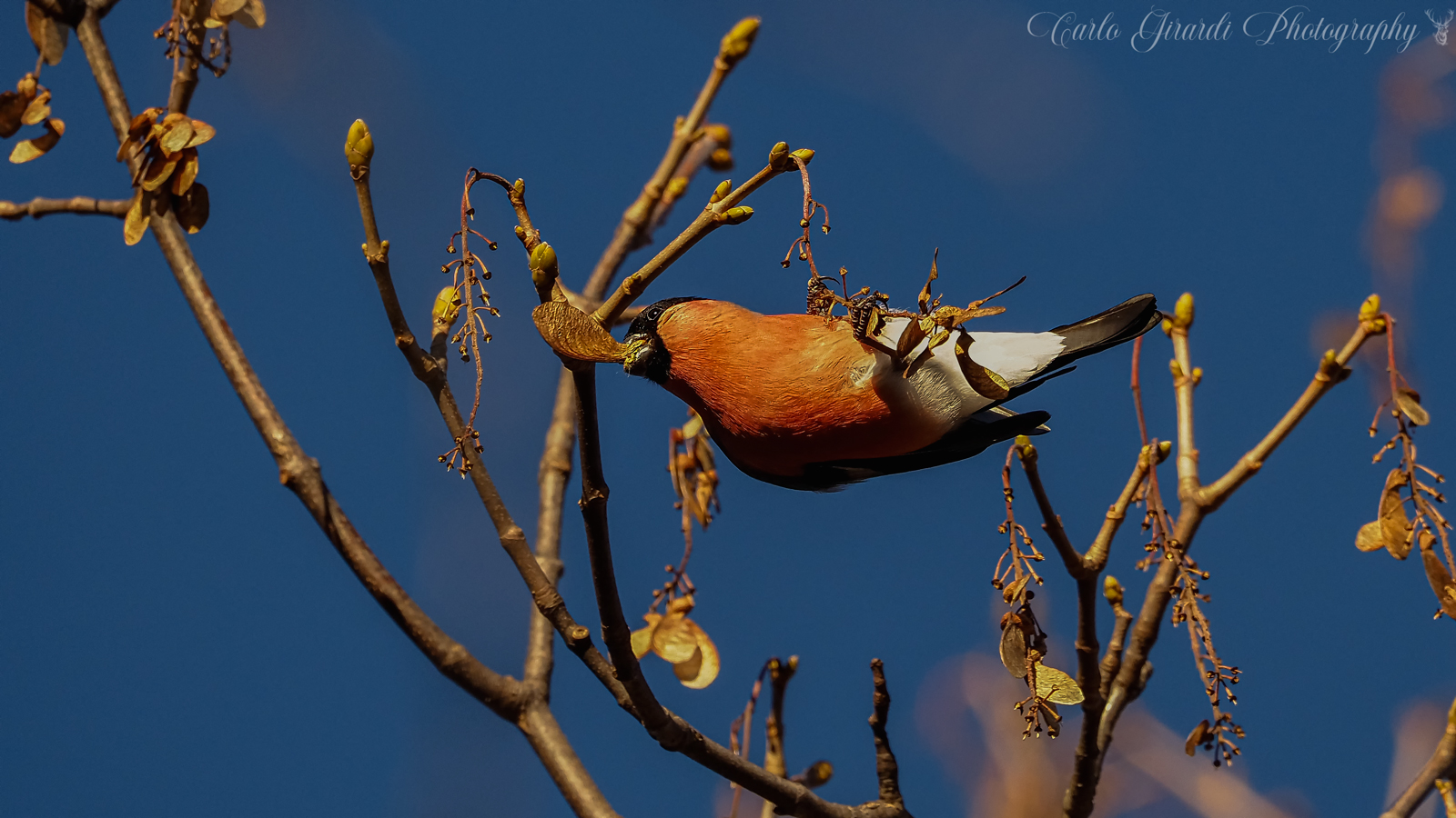 Ciuffolotto equilibrista