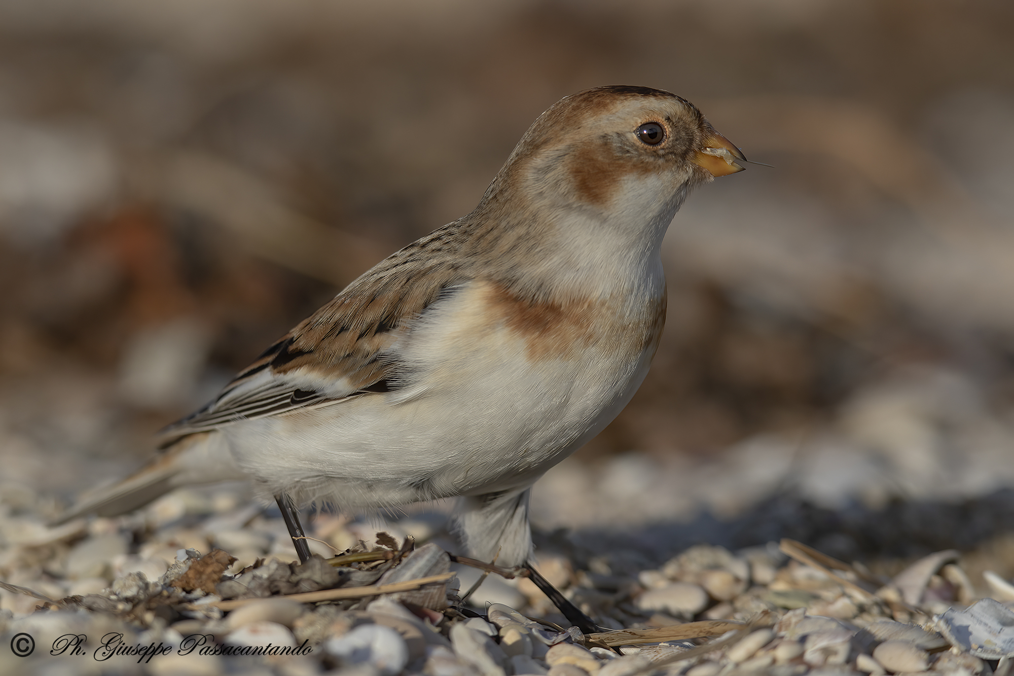 snow zigolo the luck of having a zoom