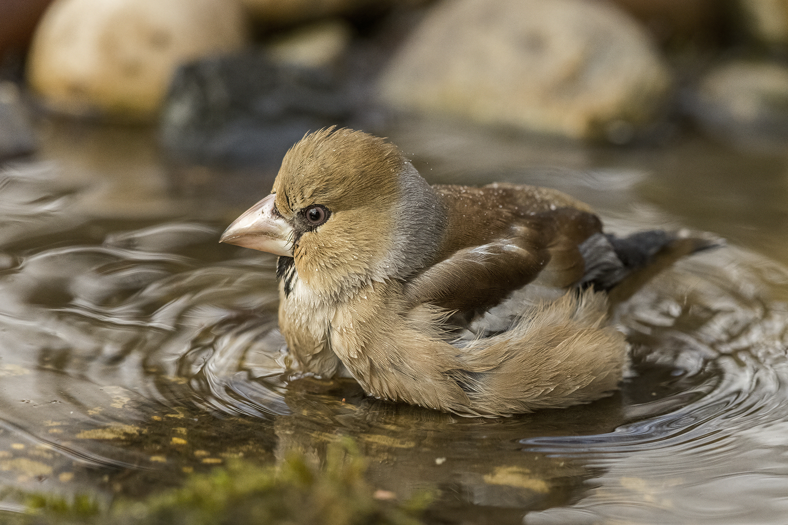 il bagnetto del frosone