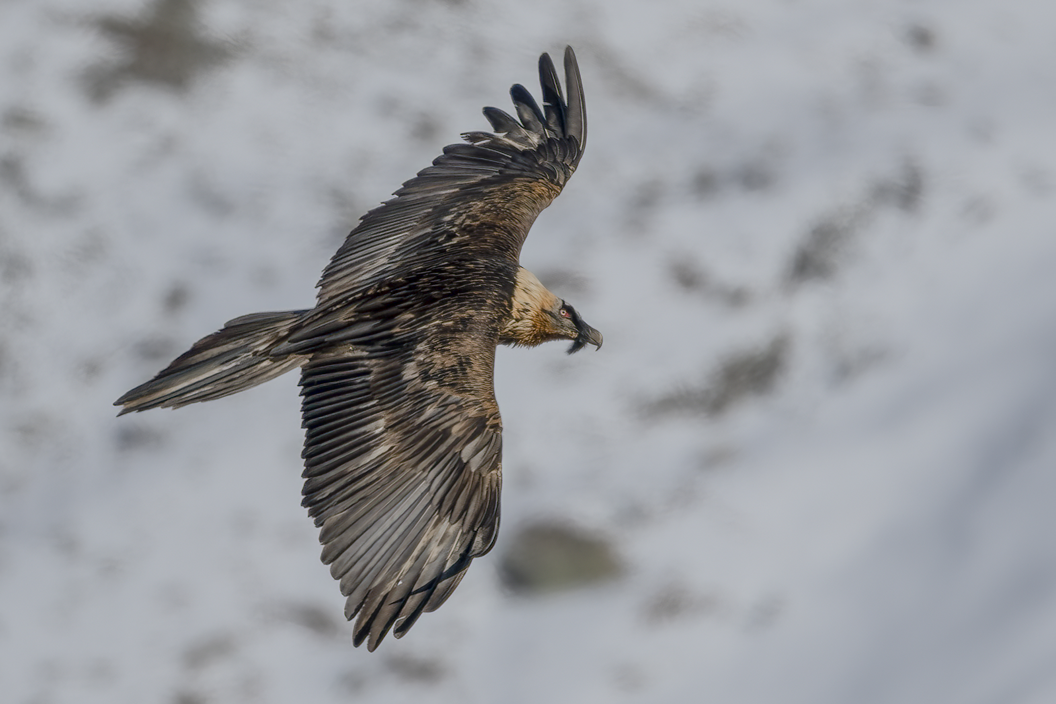 Bearded Vulture