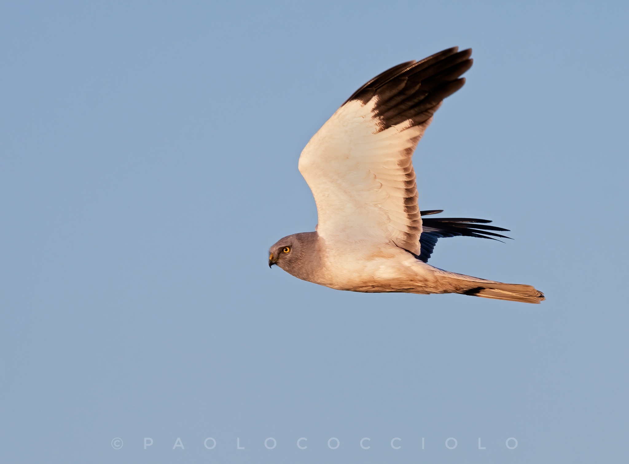 Albanella reale maschio