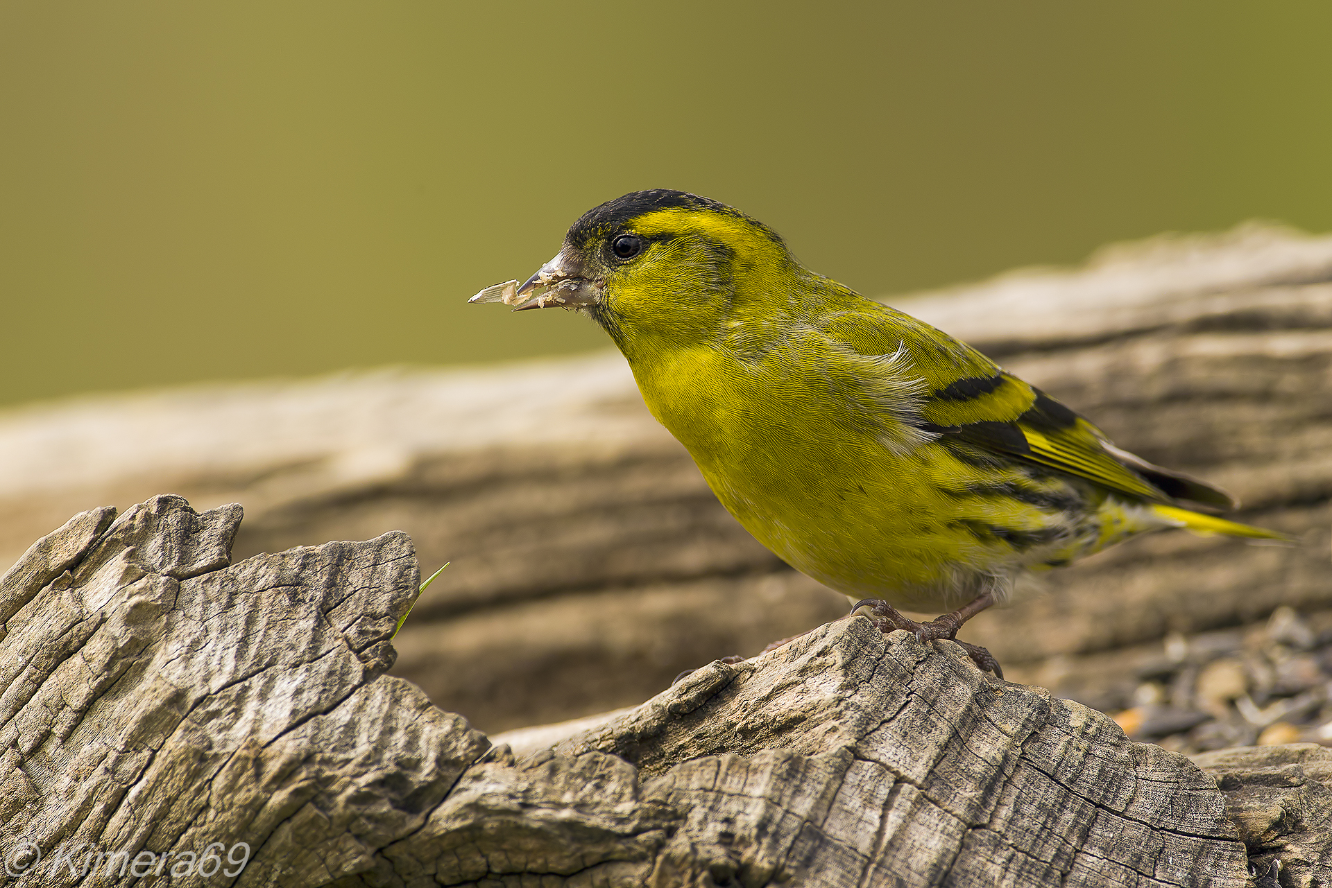 Carduelis spinus