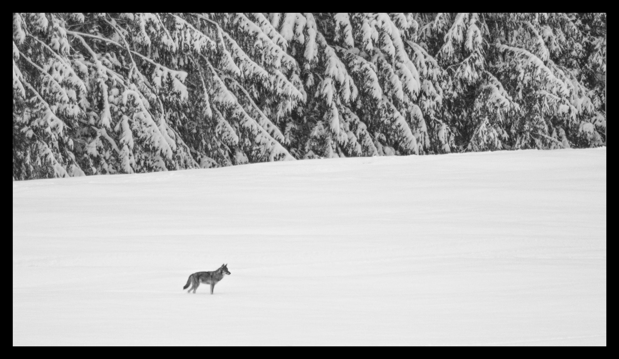 The wolf of the forest