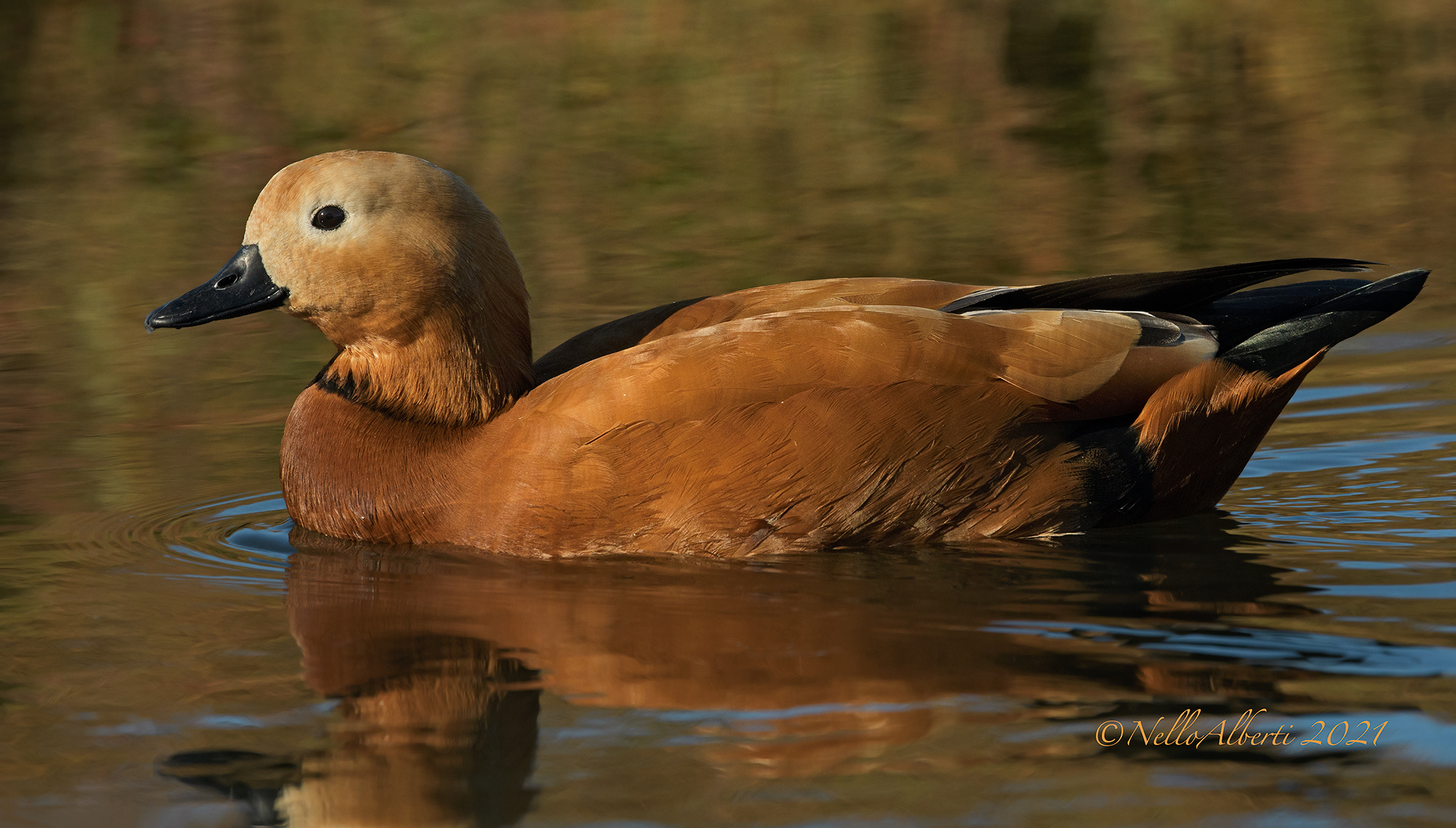 Ruddy shelduck!