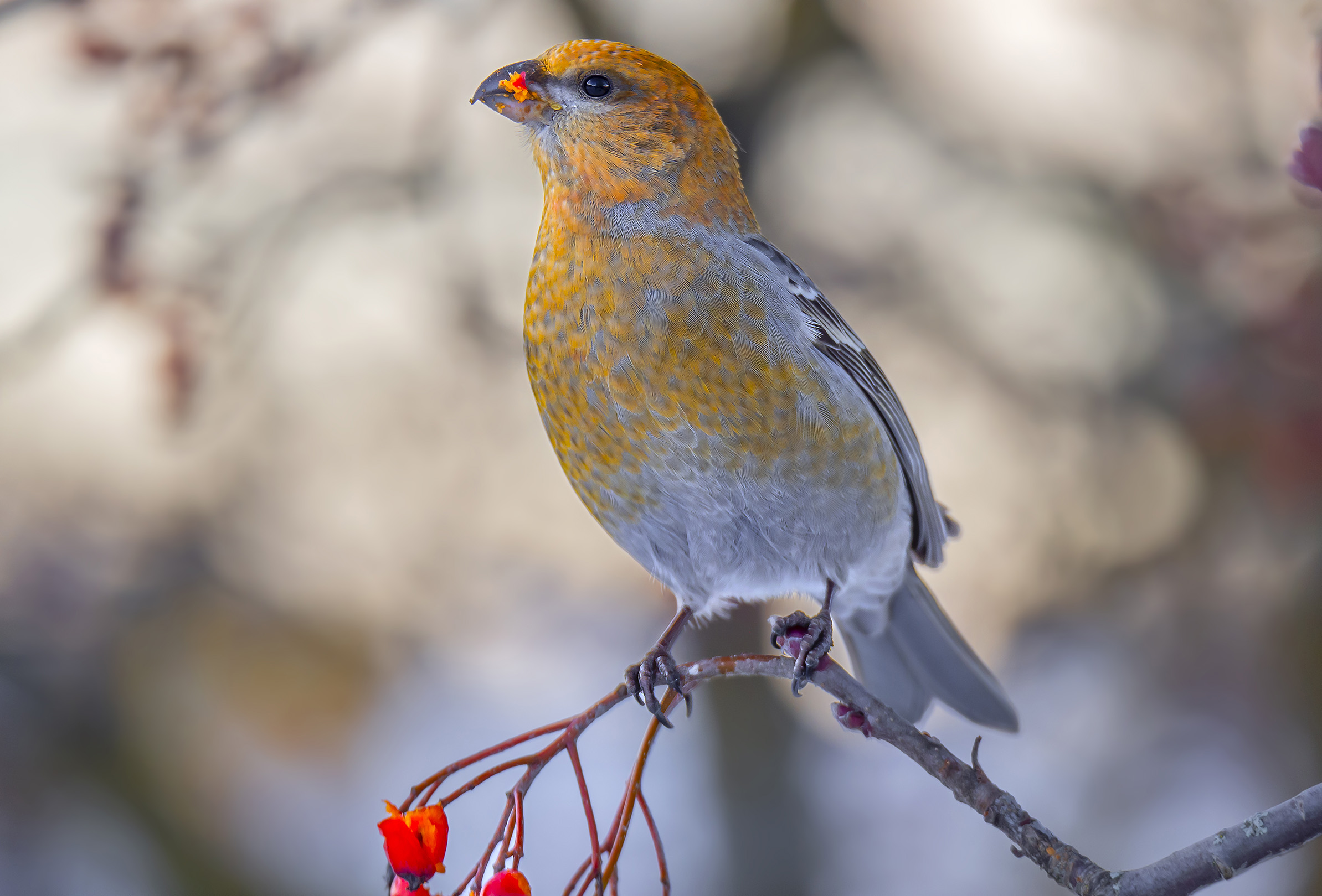 Ciuffolotto delle pinete