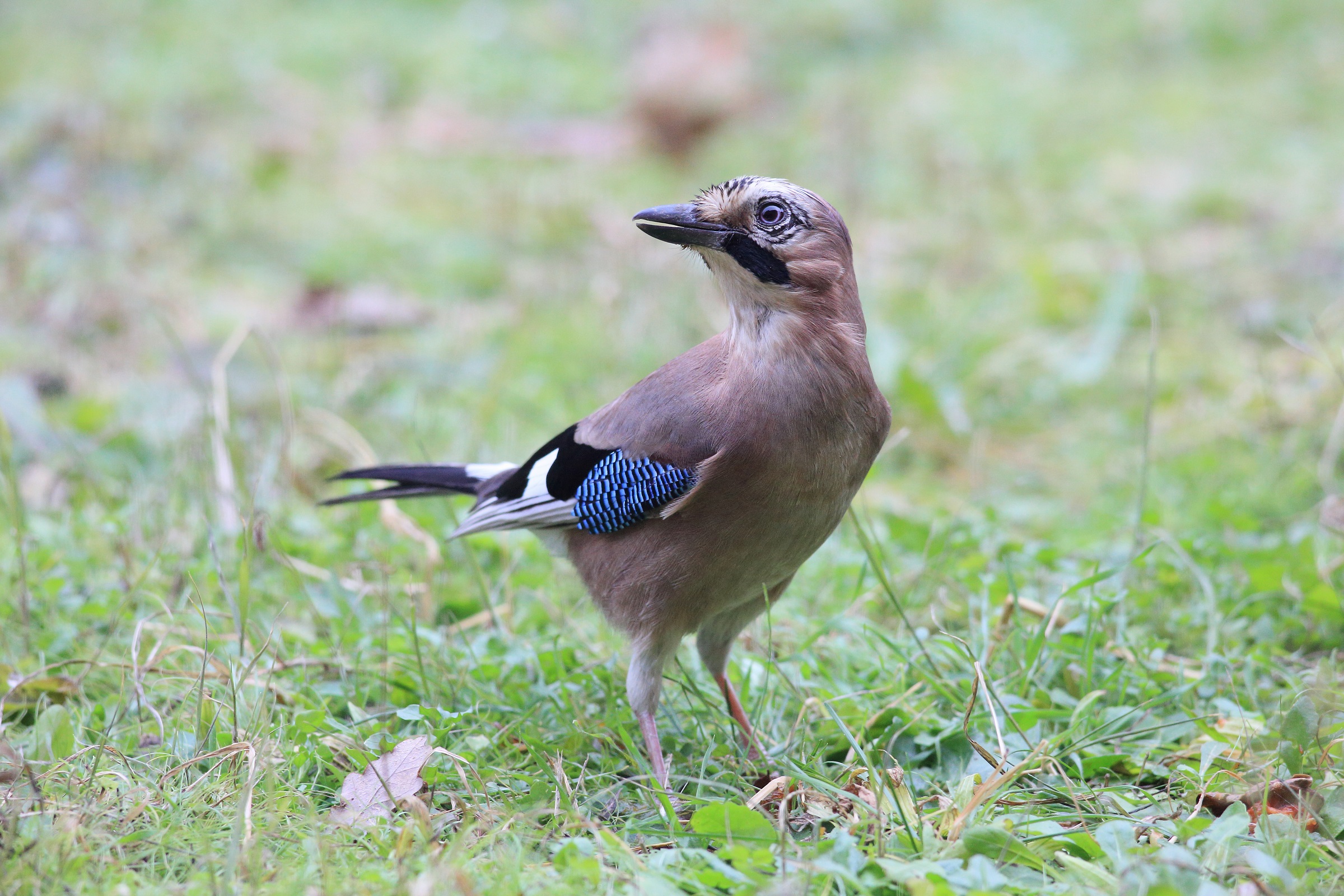 Garrulus glandarius  o ghiandaia