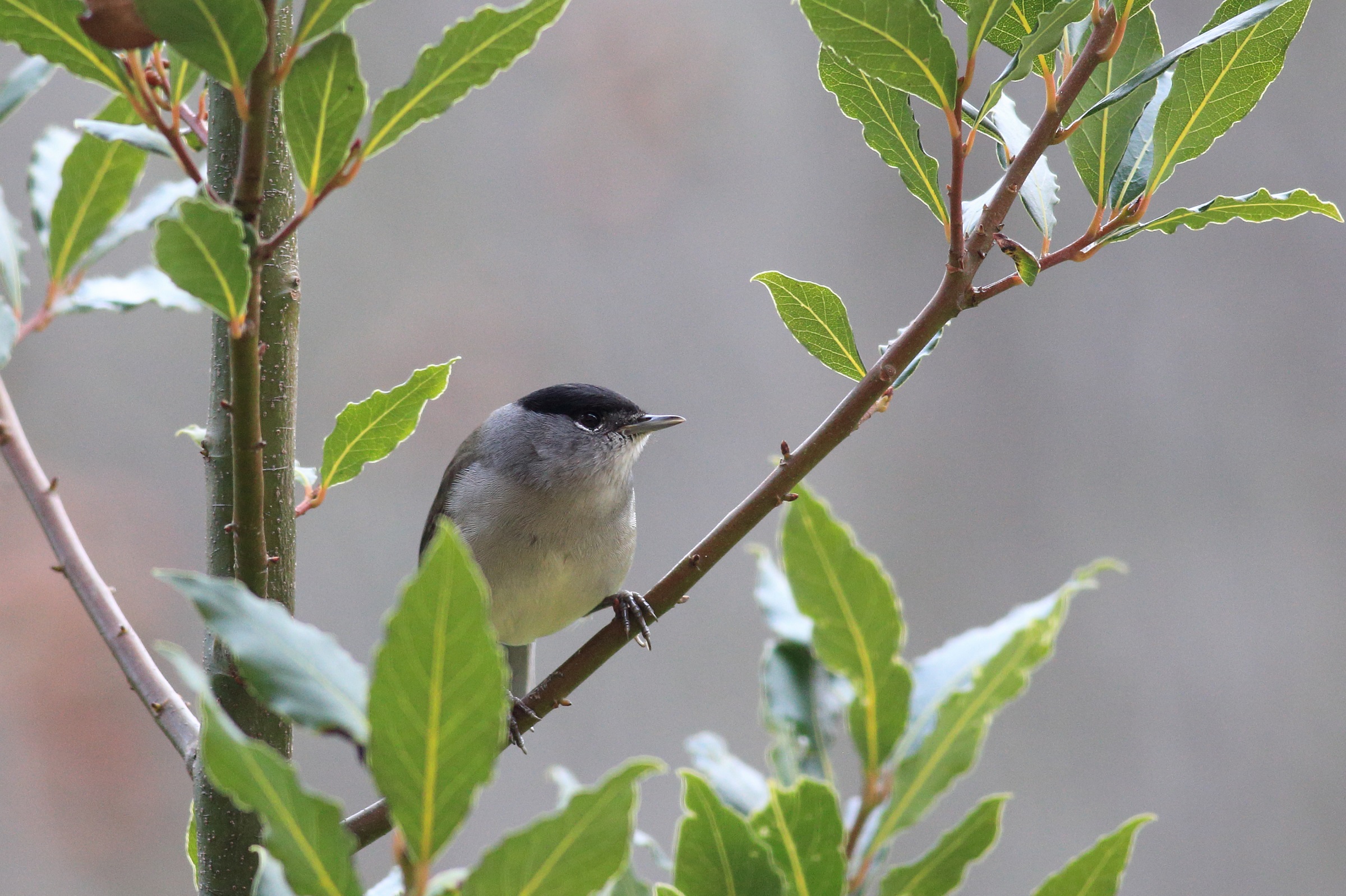 Sylvia atricapilla   o capinera