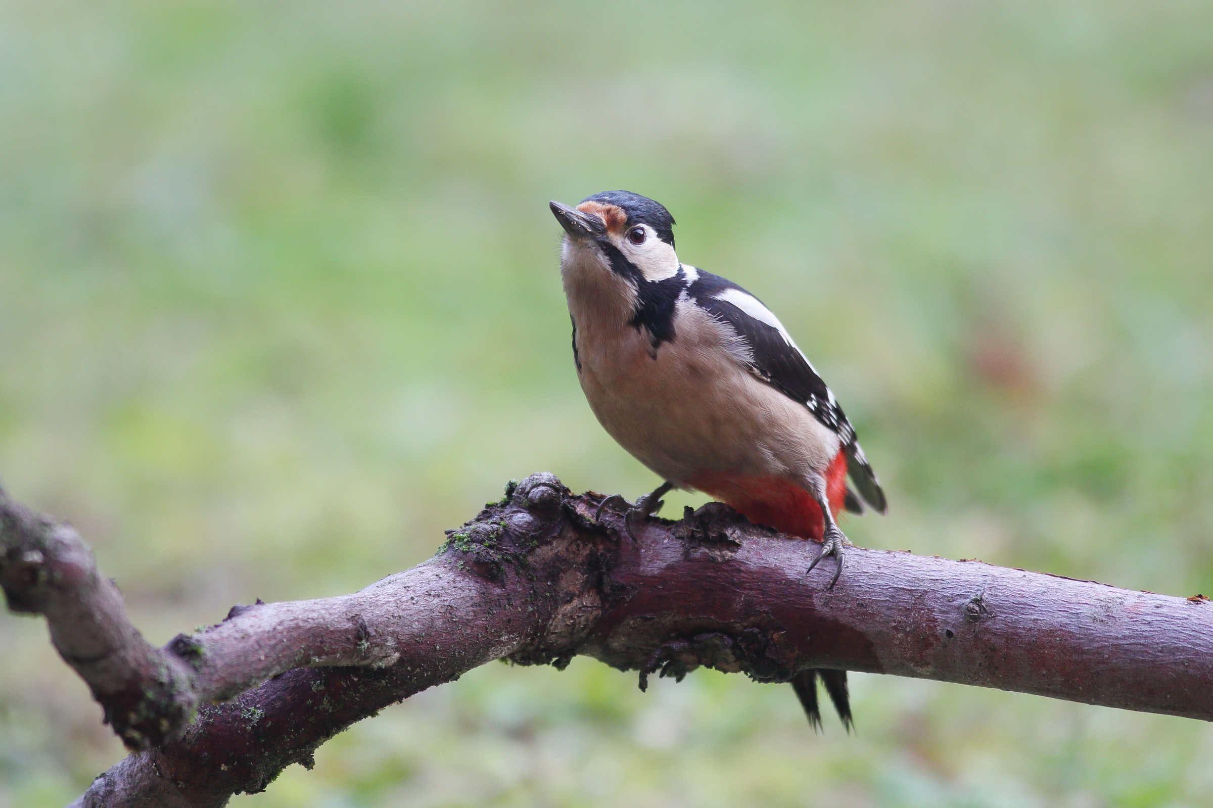 Dendrocopos major o picchio rosso maggiore