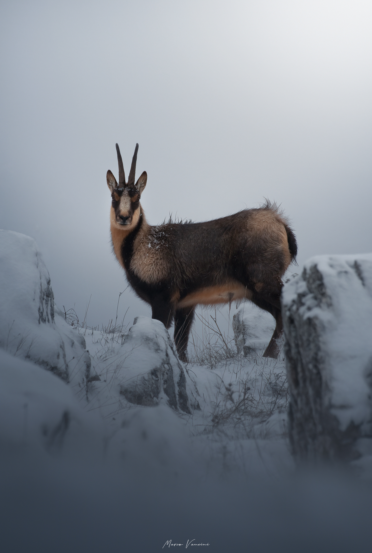 l'eleganza del camoscio
