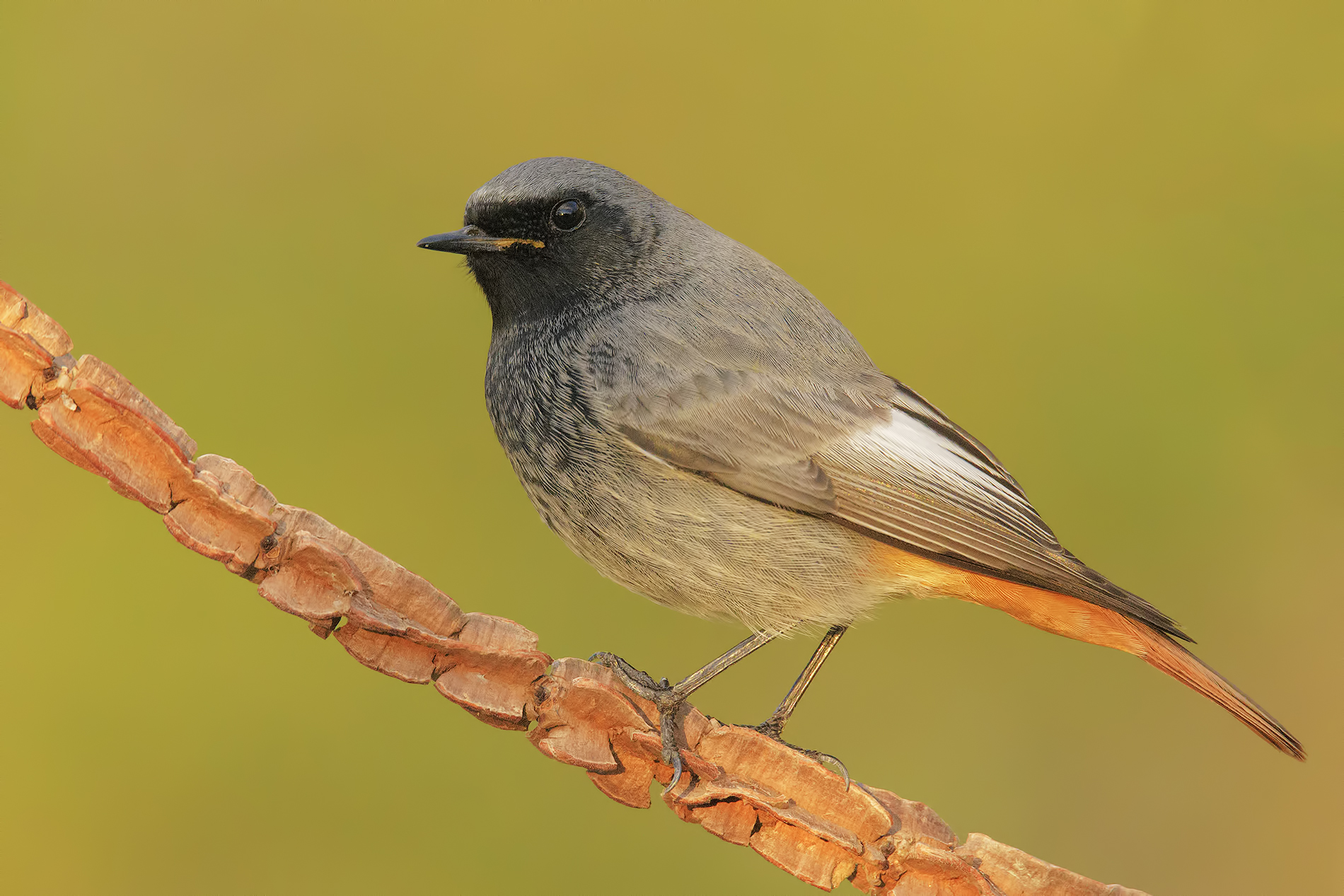 Black redstart