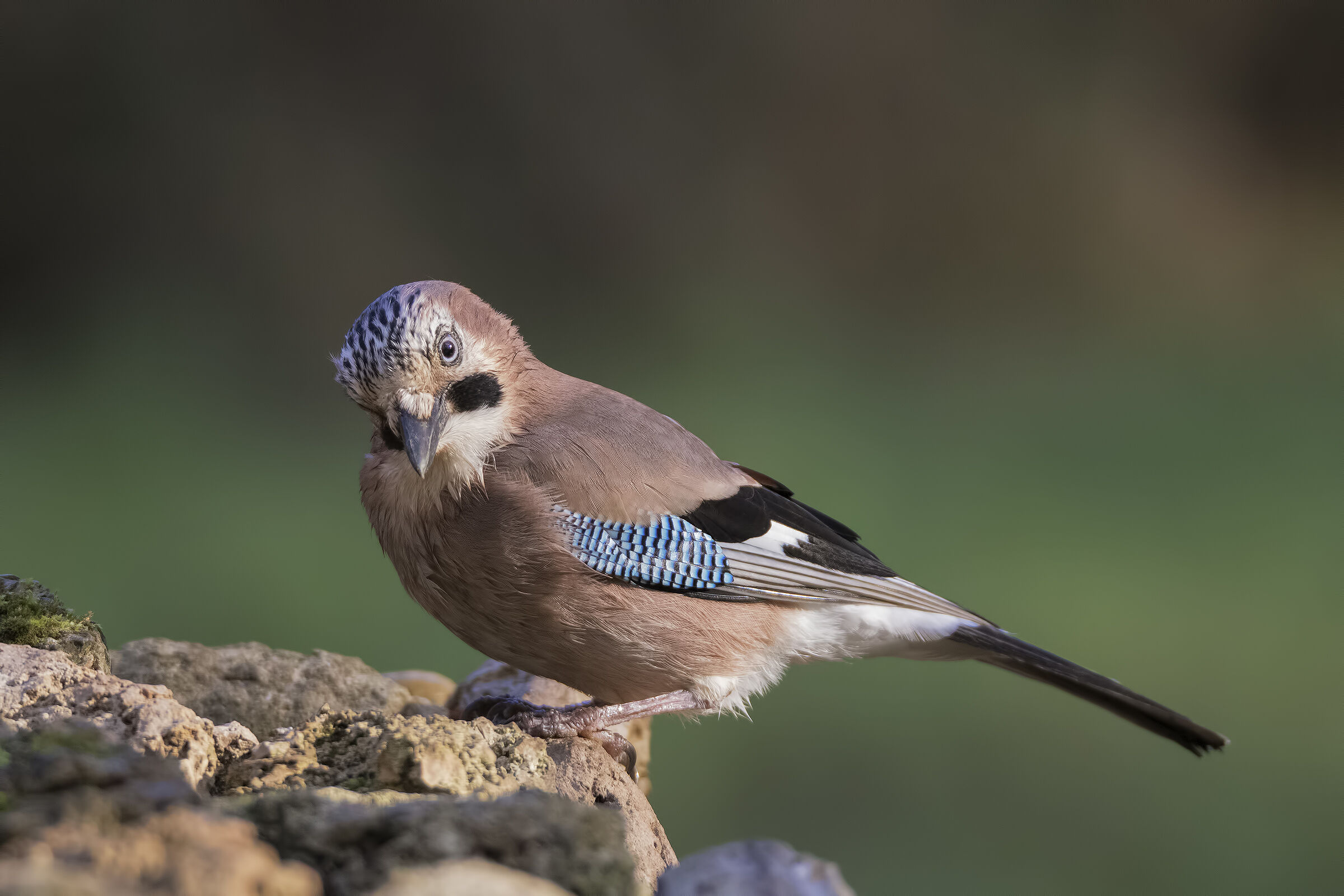 The "mustache" Jay