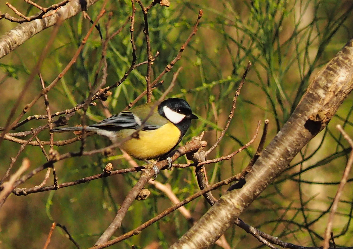 Great (Parus major)
