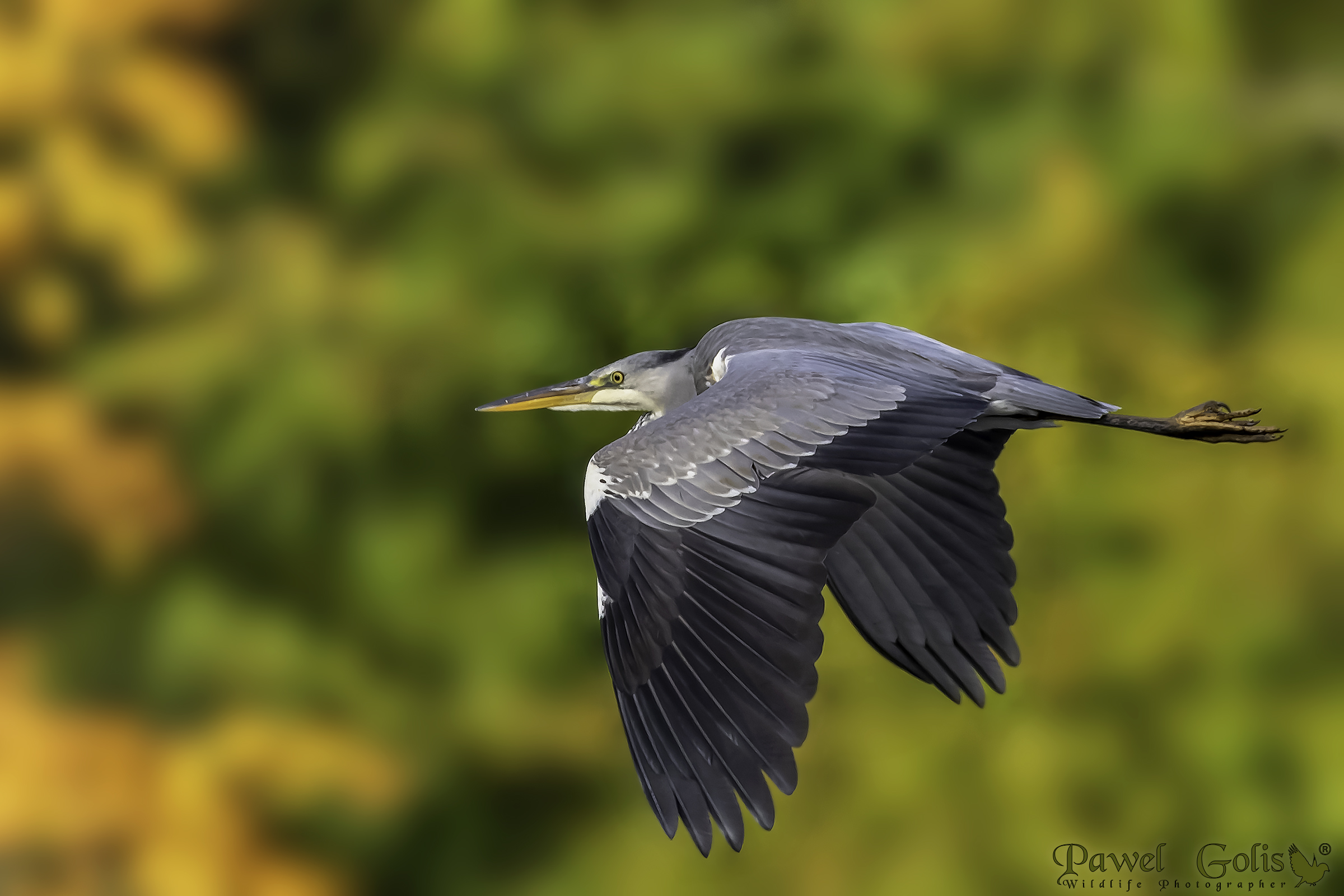 Airone cenerino (Ardea cinerea)