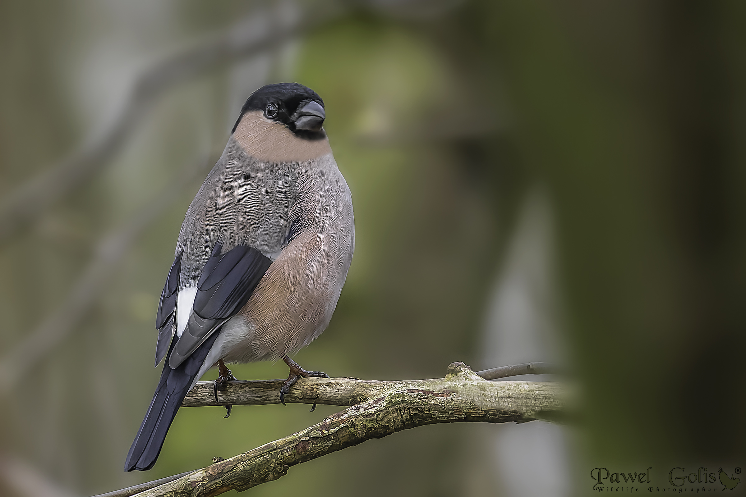 Ciuffolotto eurasiatico (Pyrrhula pyrrhula)