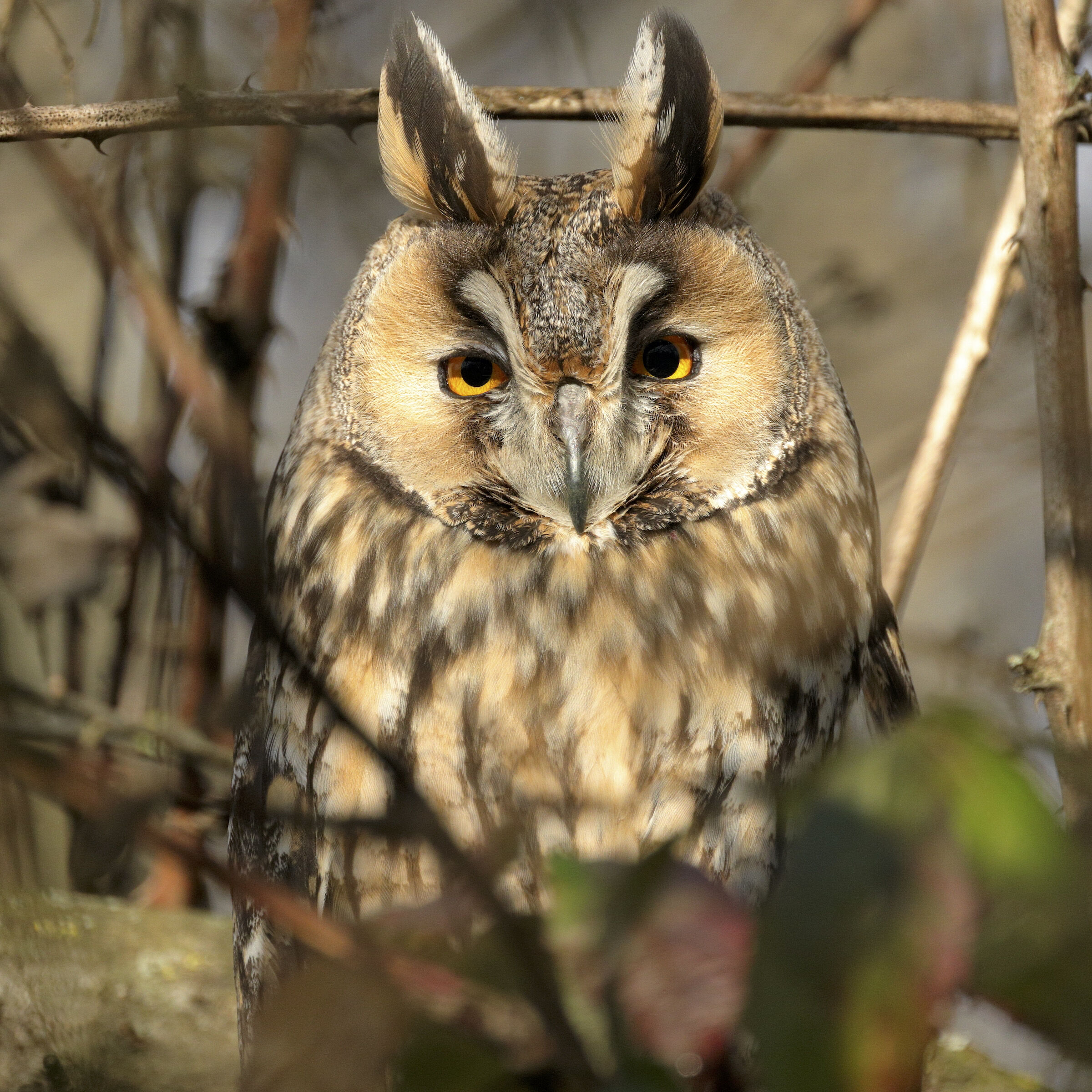 Long-eared owl