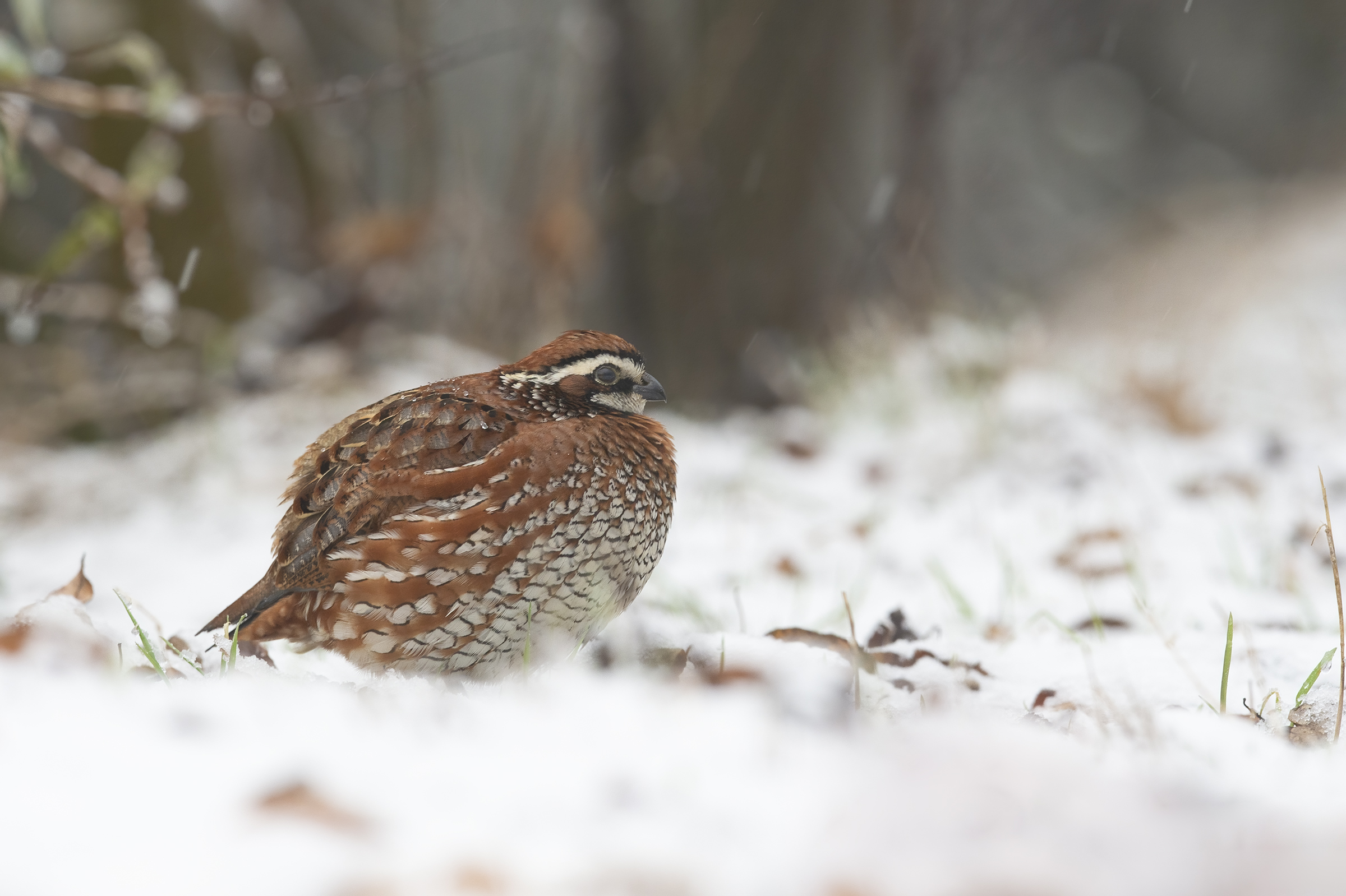 Colino della Virginia (Colinus Virginianus)